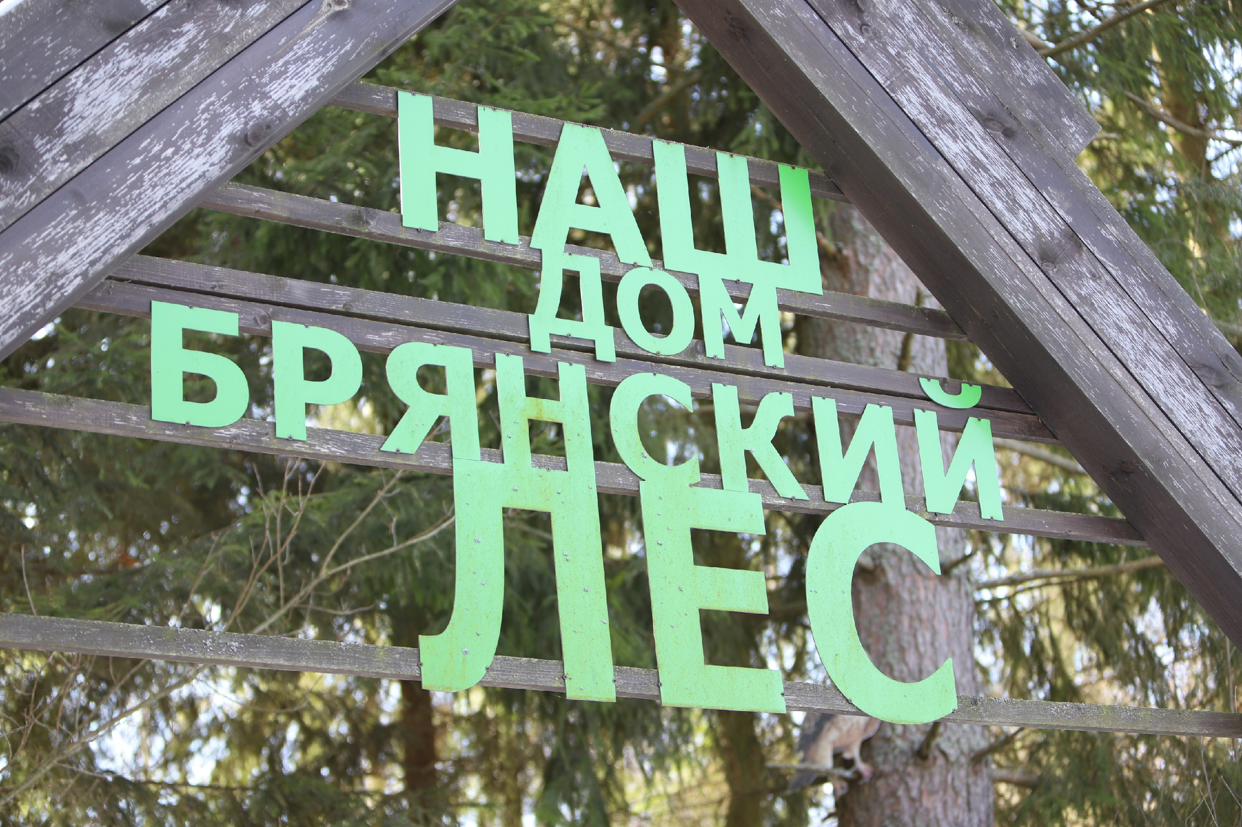 Брянский лес. «Книжка с картинками» Фотограф Наталья Цыбина