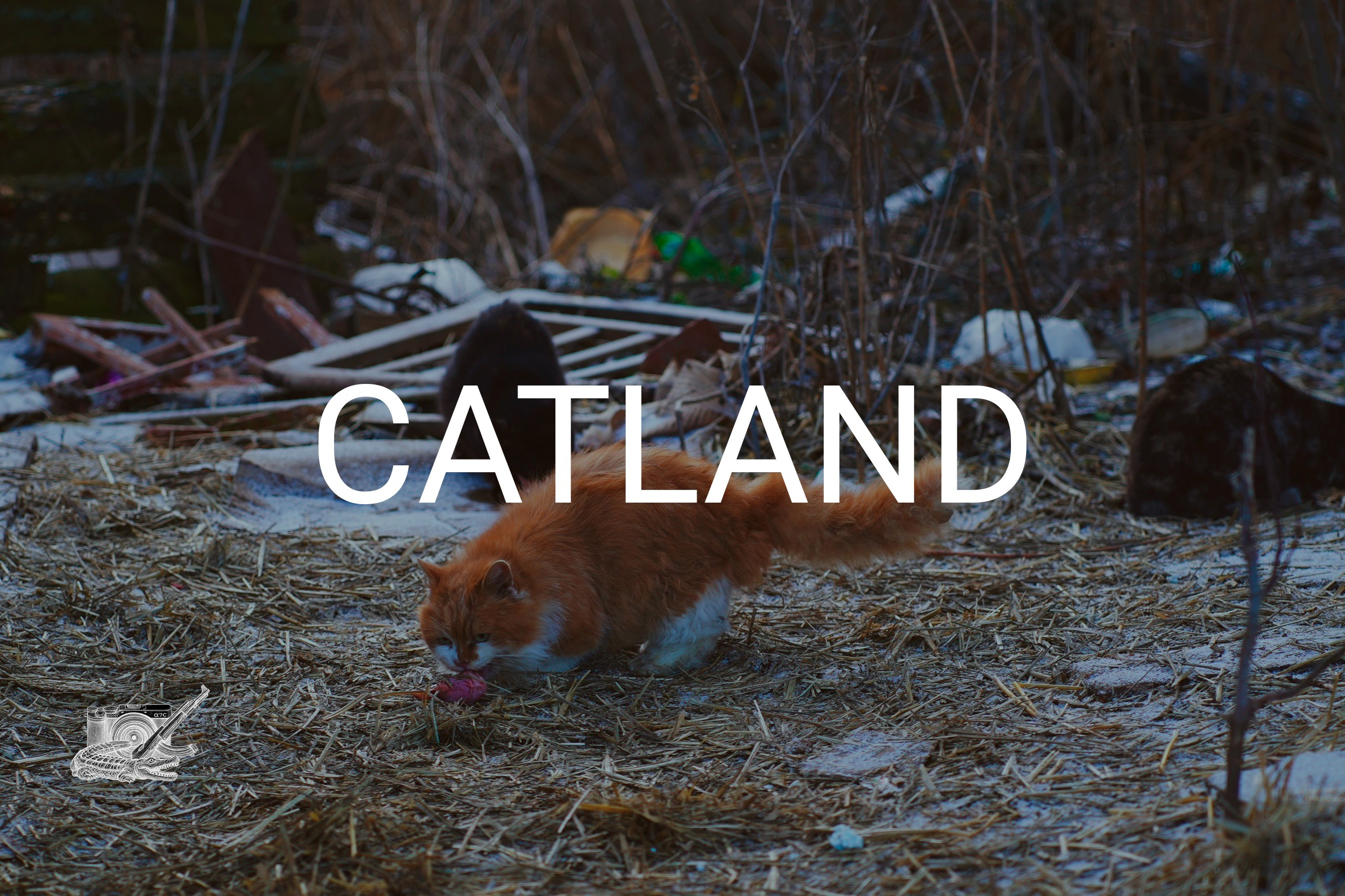 CATLAND. Фотограф и визуальный художник в Туле / Николай Рейзвих