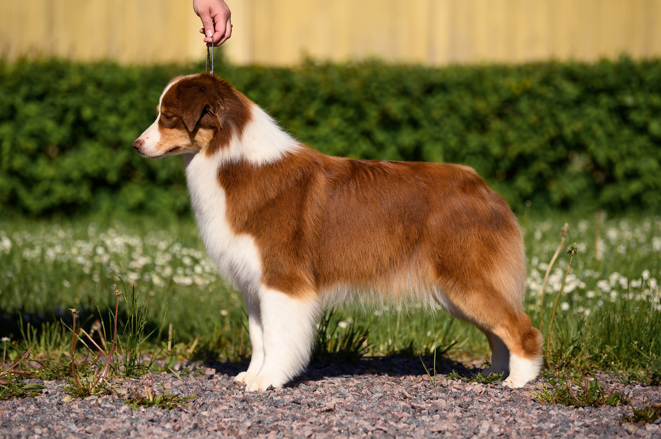 ТОКИО. Питомник австралийских овчарок «APPLEDORE»