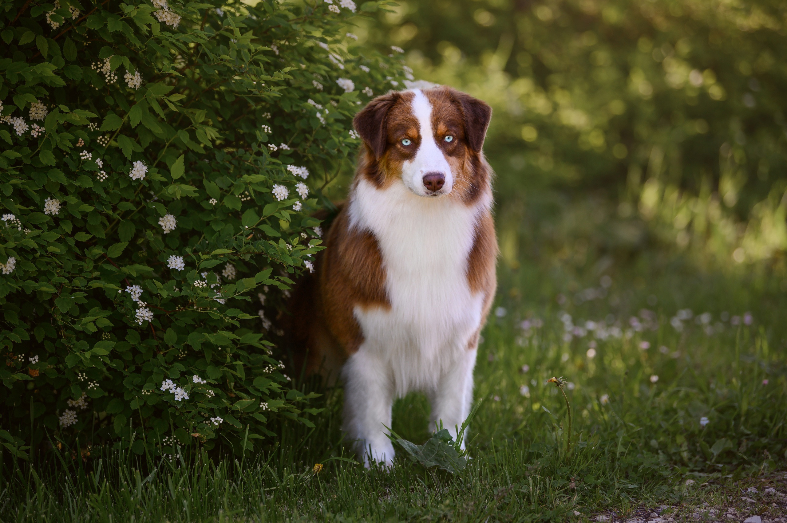 ТОКИО. Питомник австралийских овчарок «APPLEDORE»