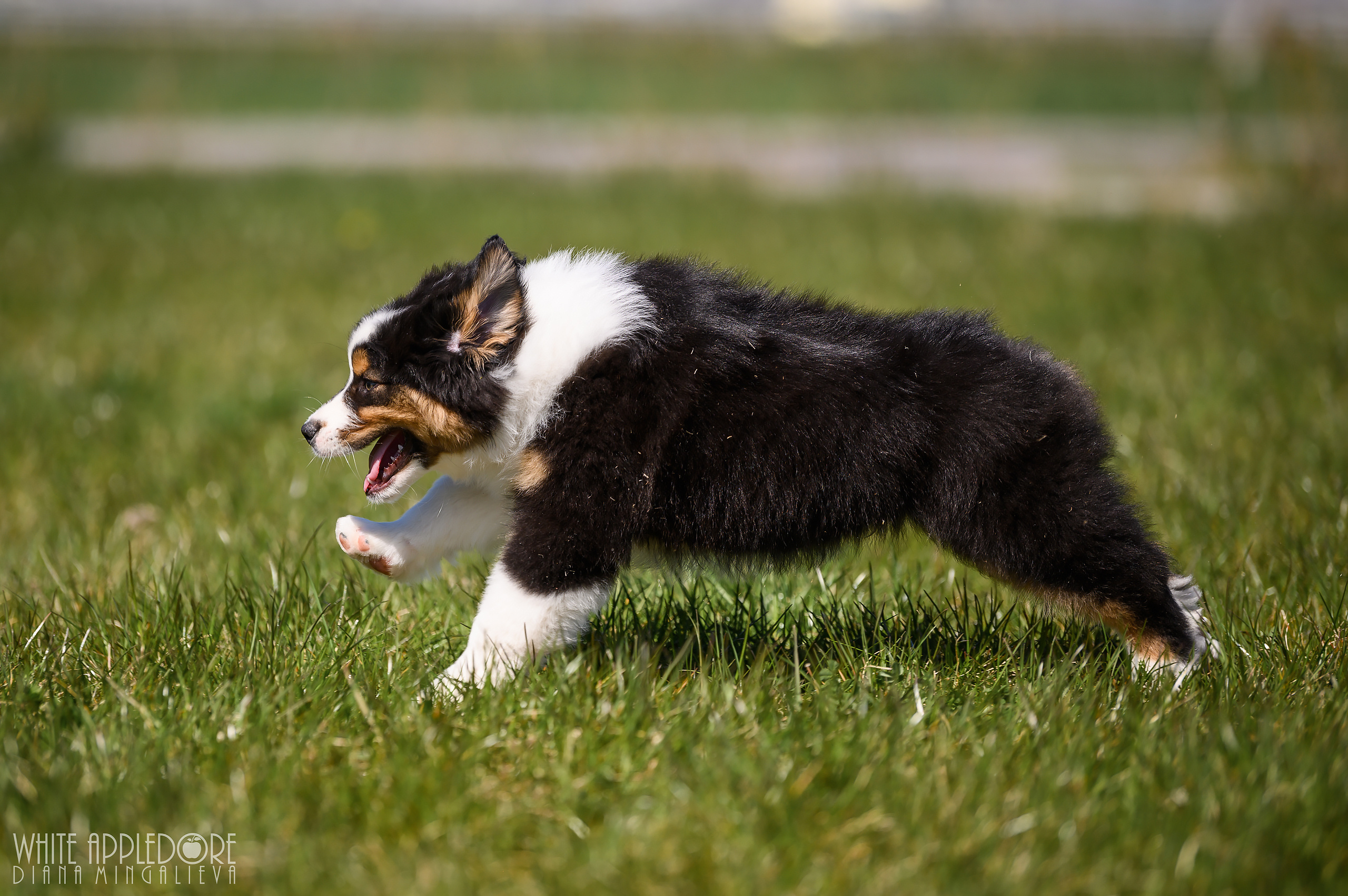 ПОМЕТ C. APPLEDORE