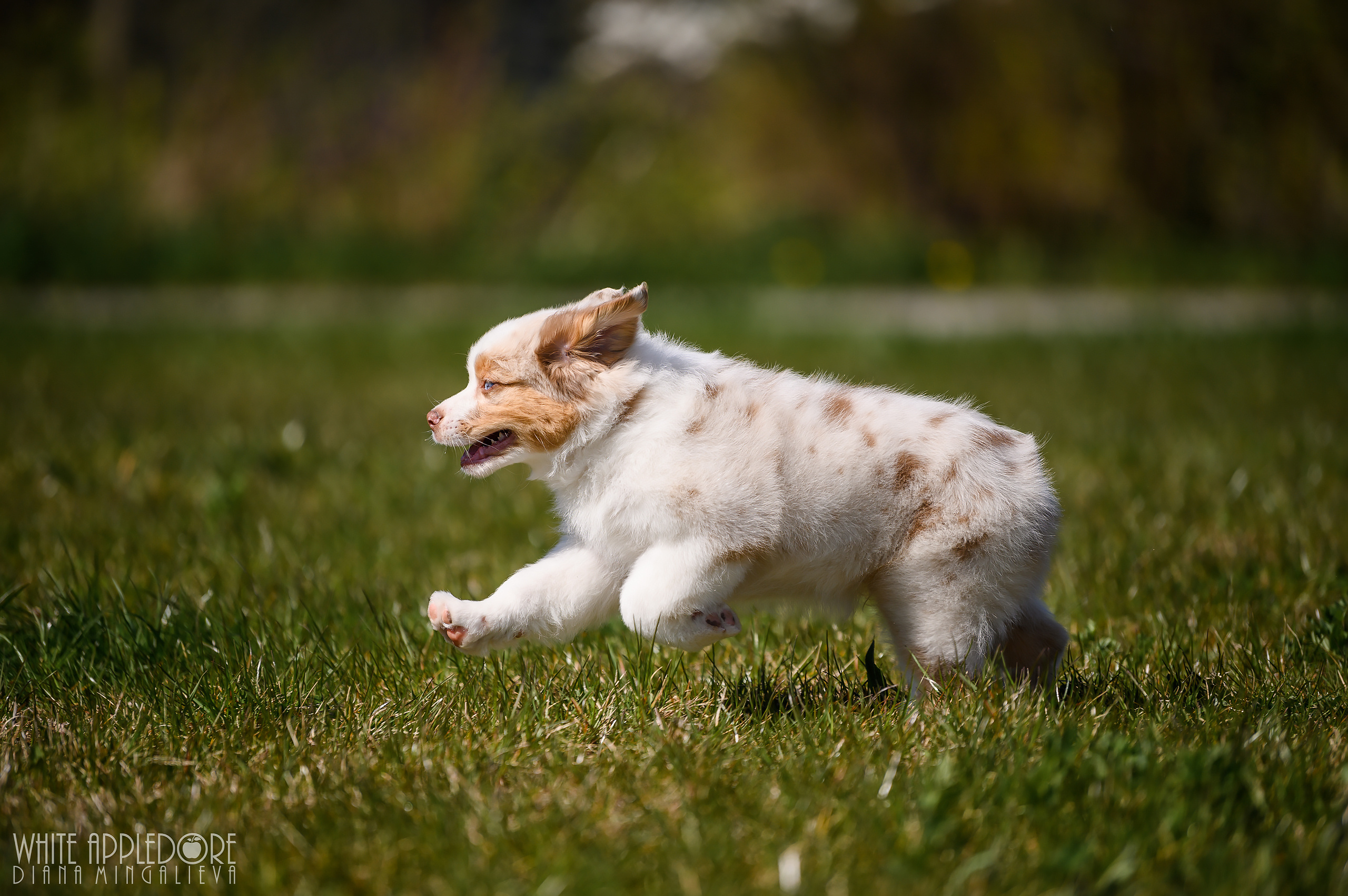 ПОМЕТ C. APPLEDORE