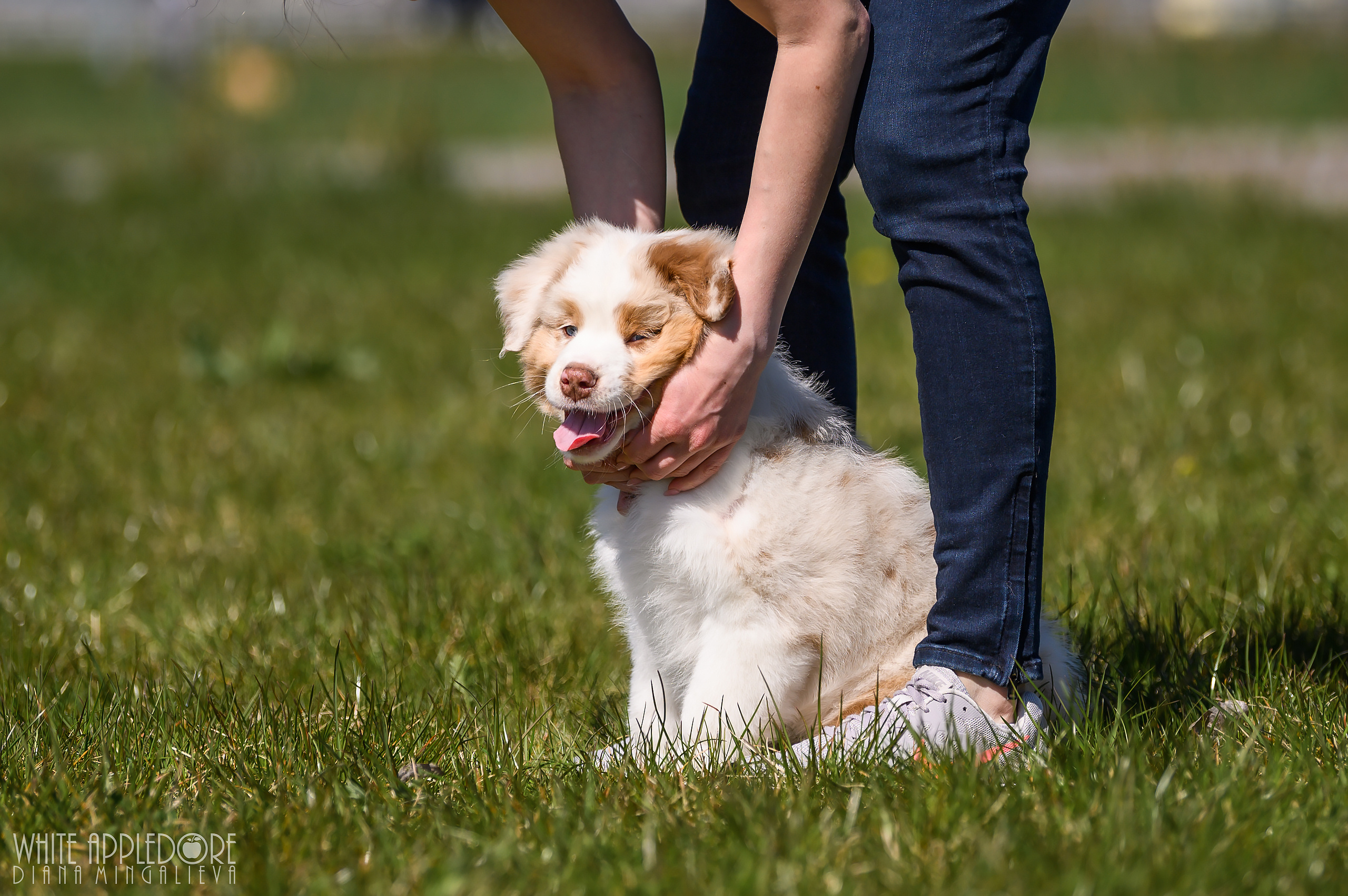 ПОМЕТ C. APPLEDORE