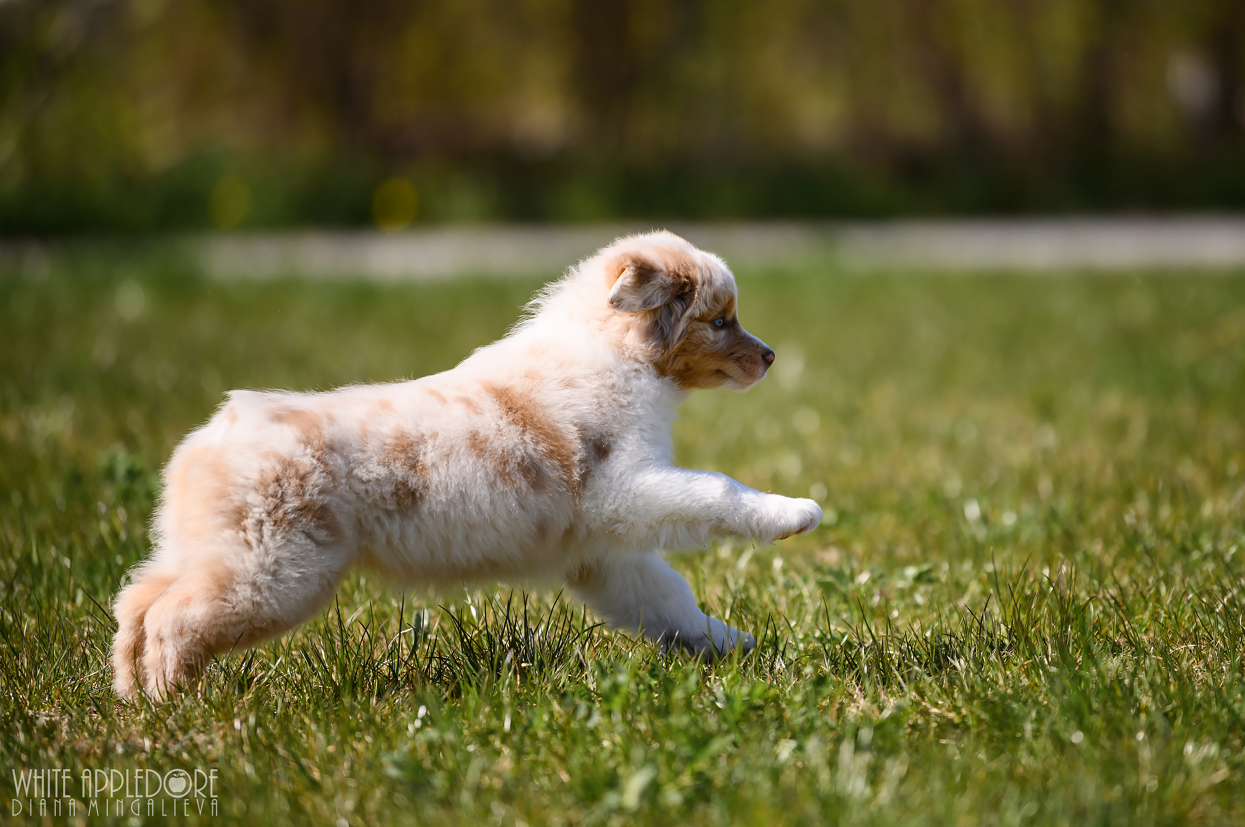 ПОМЕТ C. APPLEDORE