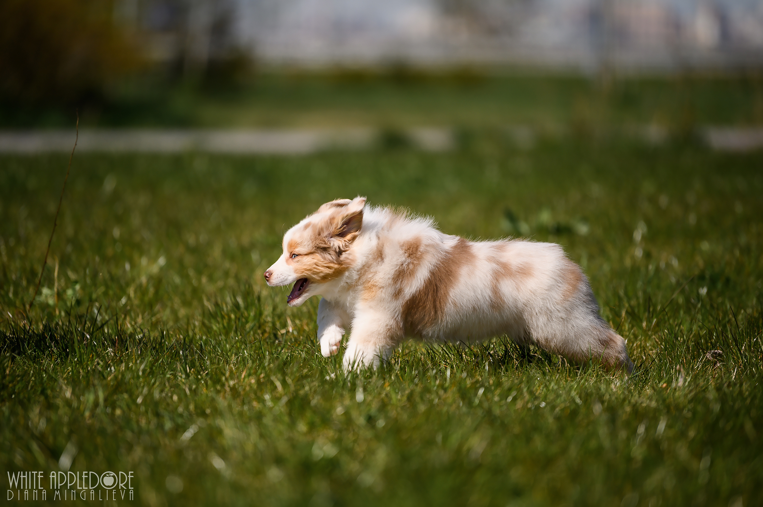 ПОМЕТ C. APPLEDORE