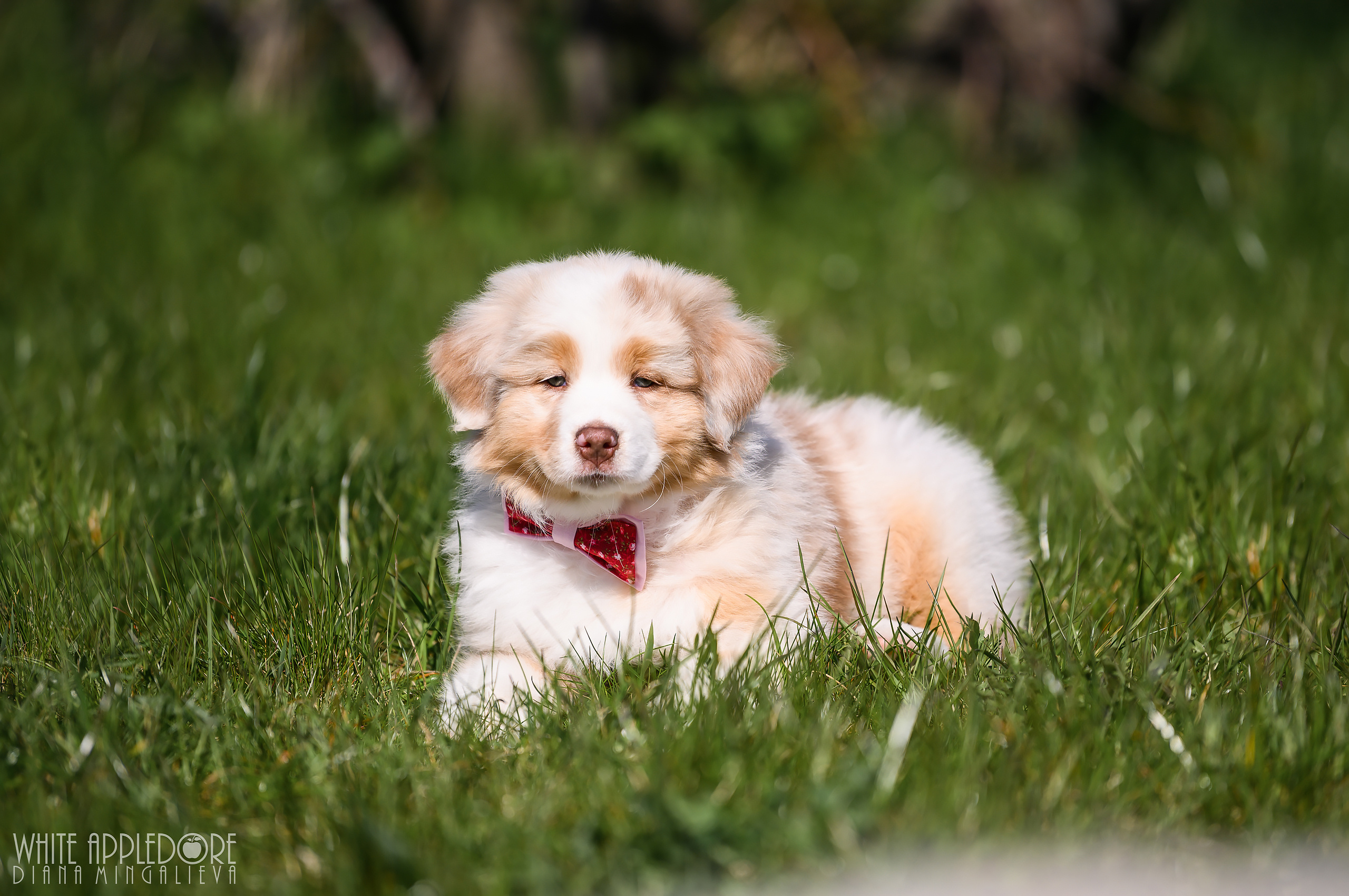 ПОМЕТ C. APPLEDORE