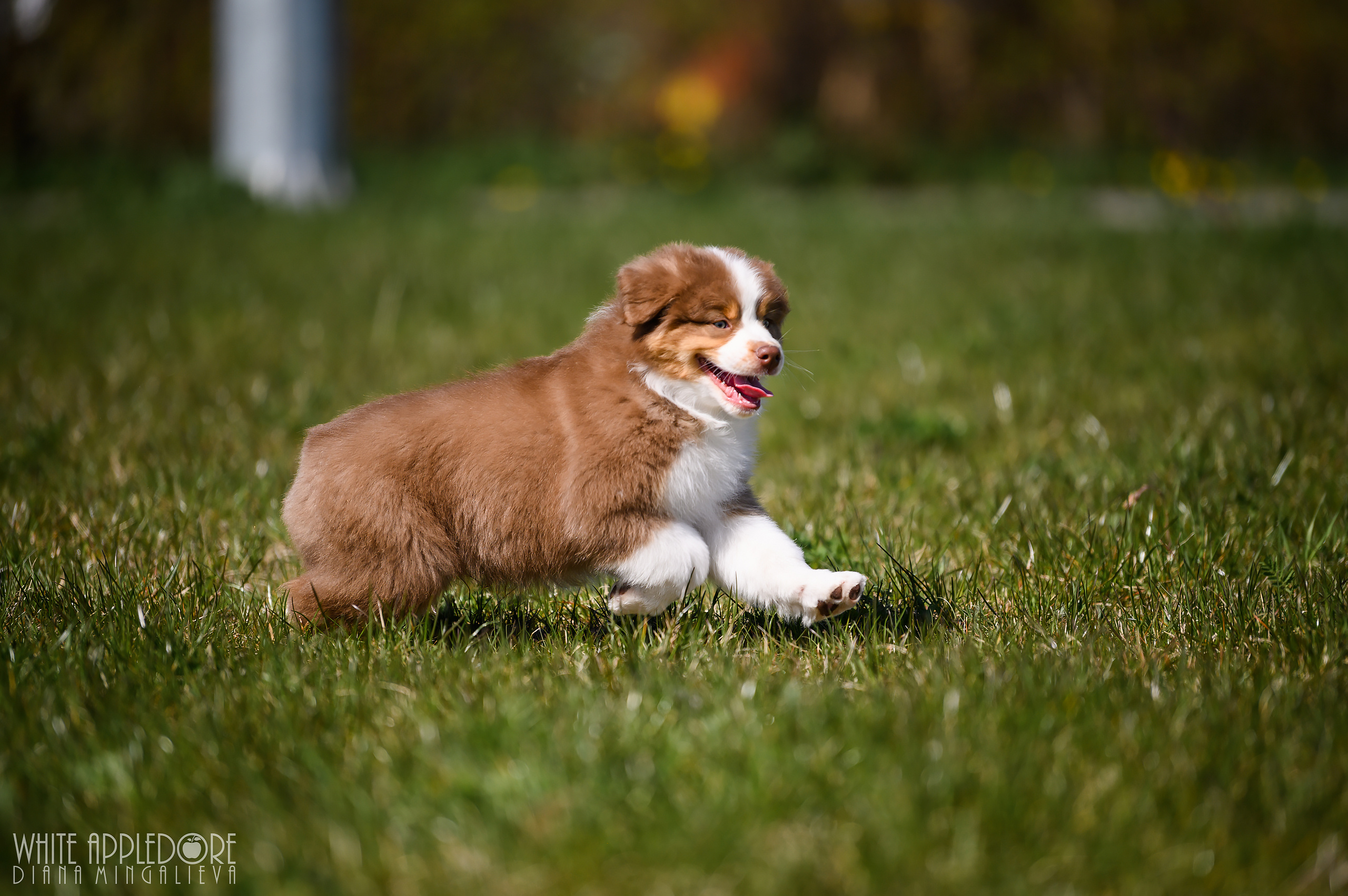 ПОМЕТ C. APPLEDORE