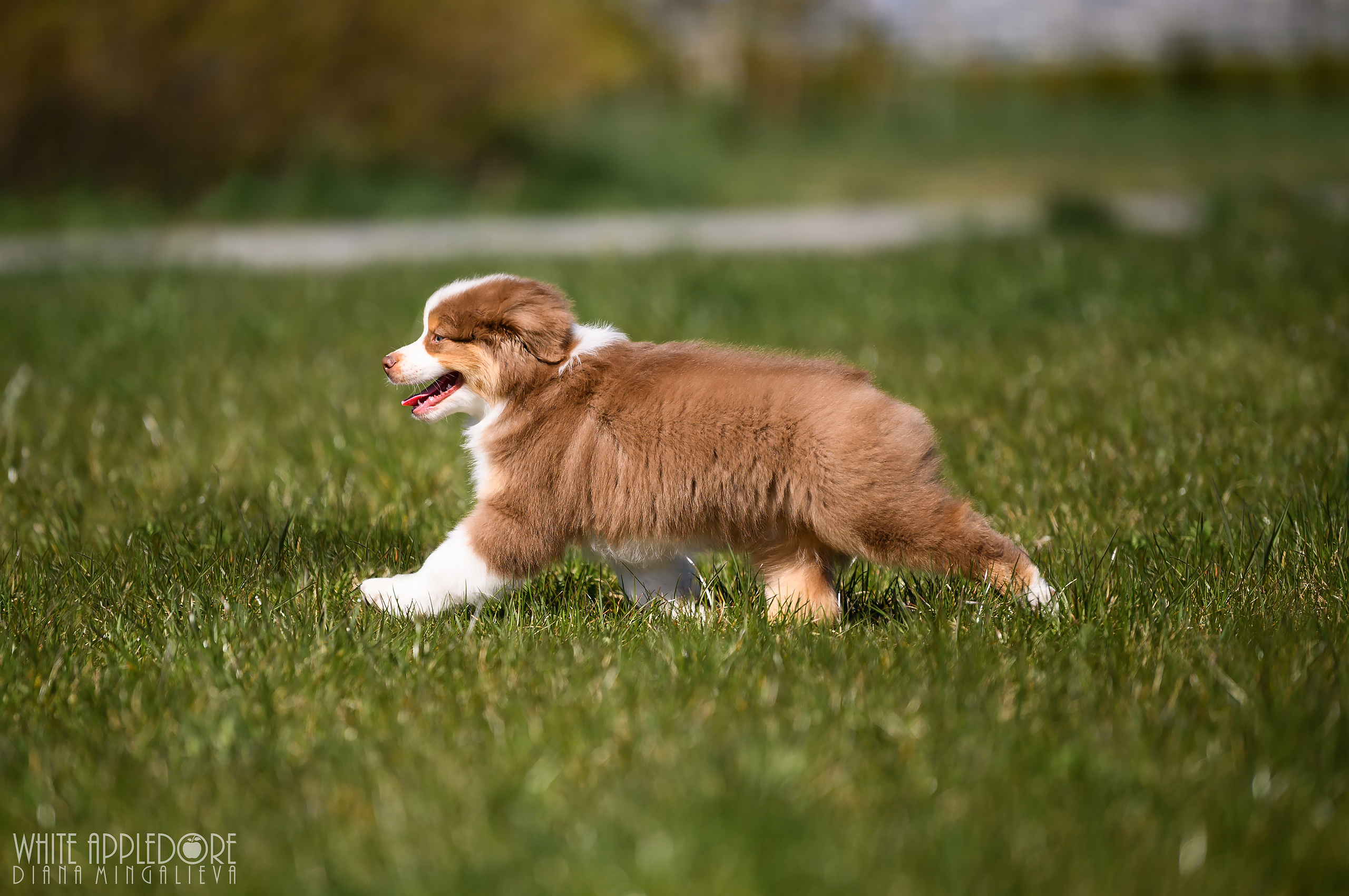 ПОМЕТ C. APPLEDORE