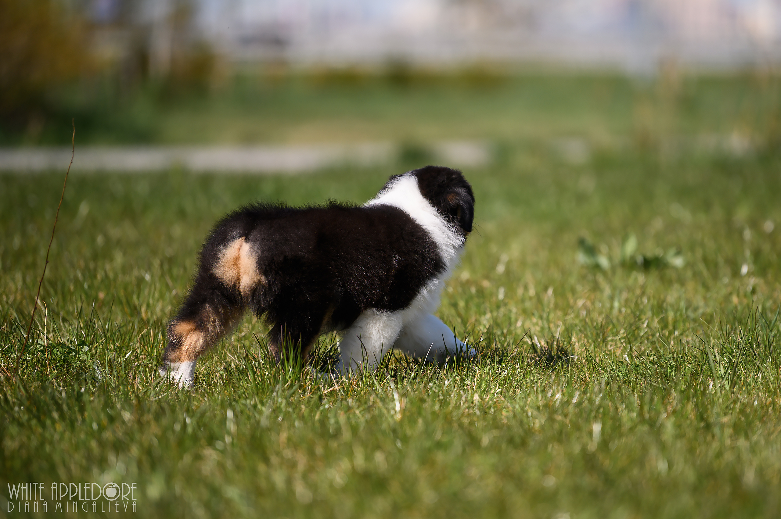 ПОМЕТ C. APPLEDORE