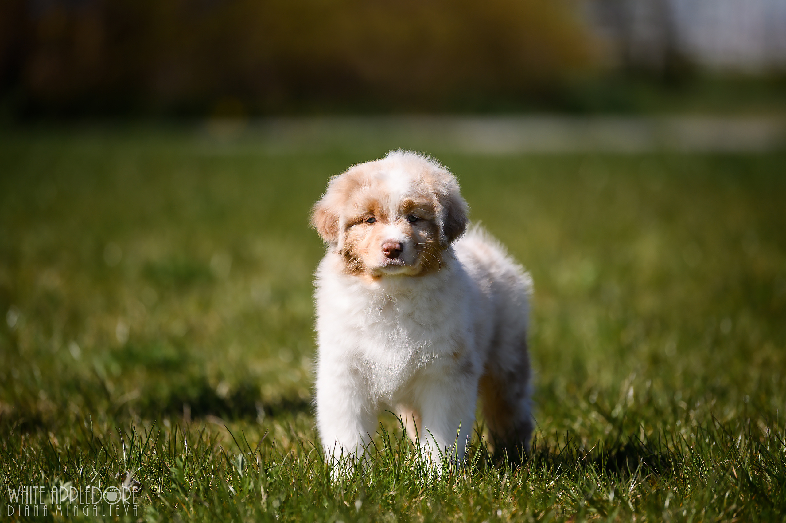 ПОМЕТ C. APPLEDORE