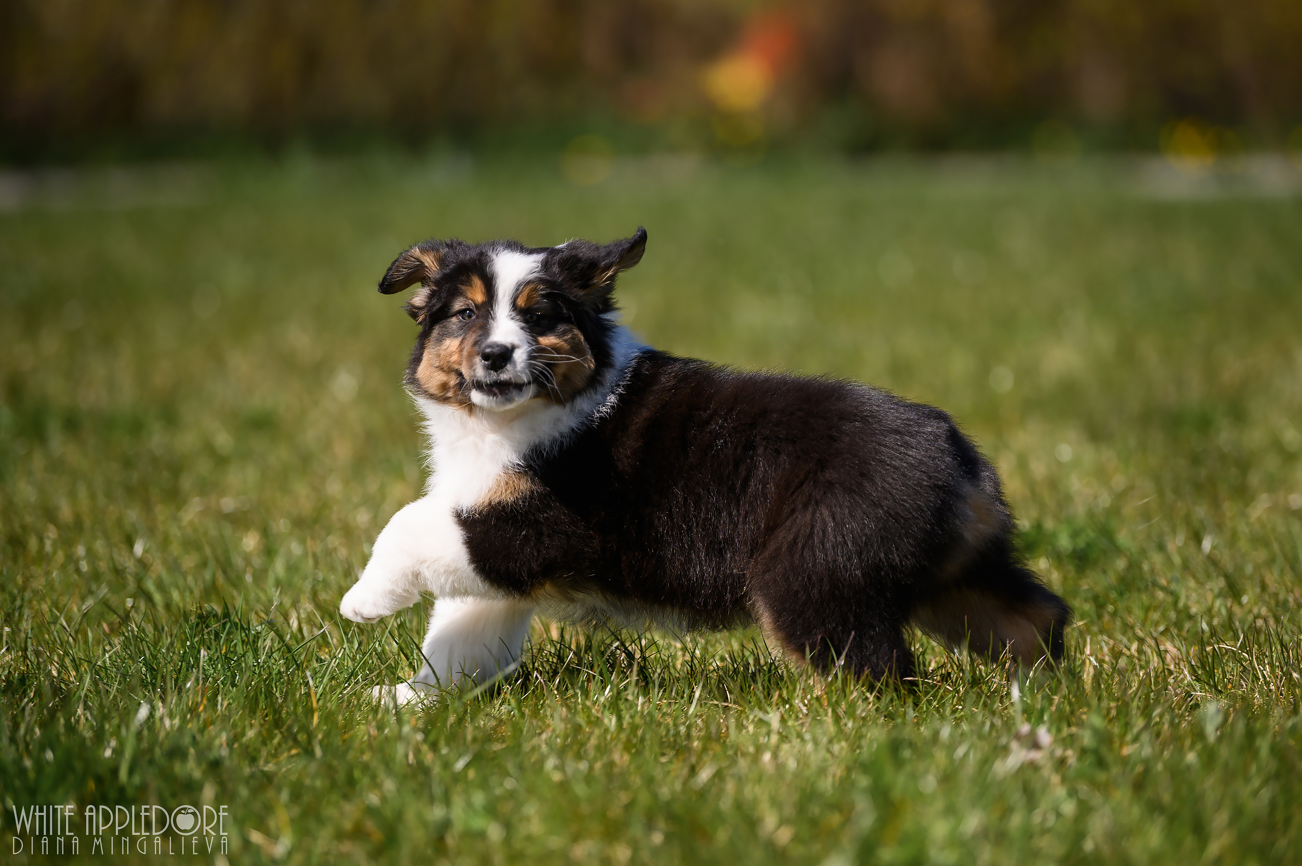 ПОМЕТ C. APPLEDORE