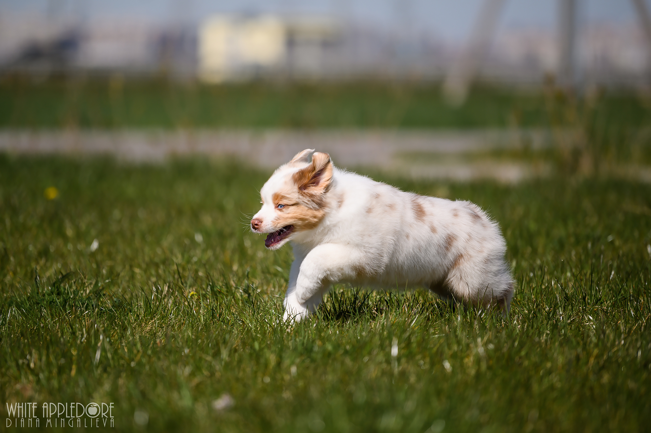 ПОМЕТ C. APPLEDORE