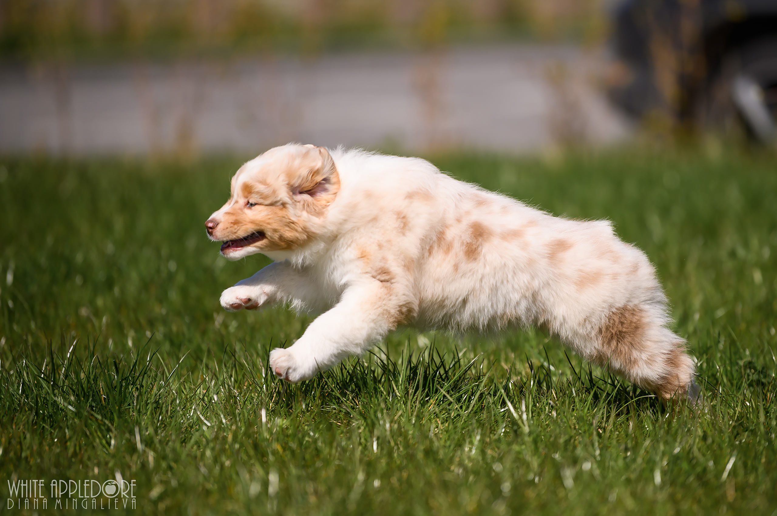 ПОМЕТ C. APPLEDORE