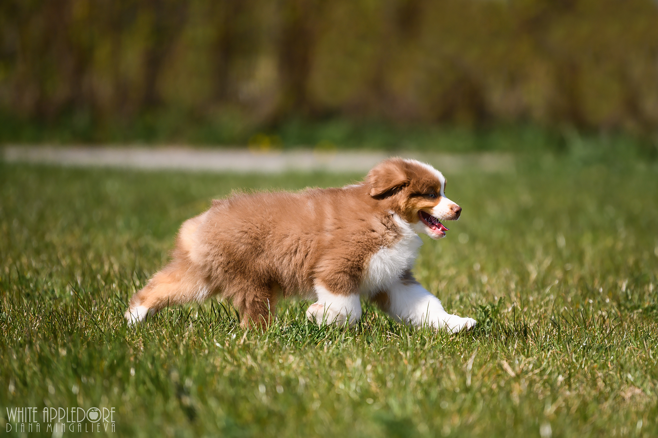 ПОМЕТ C. APPLEDORE