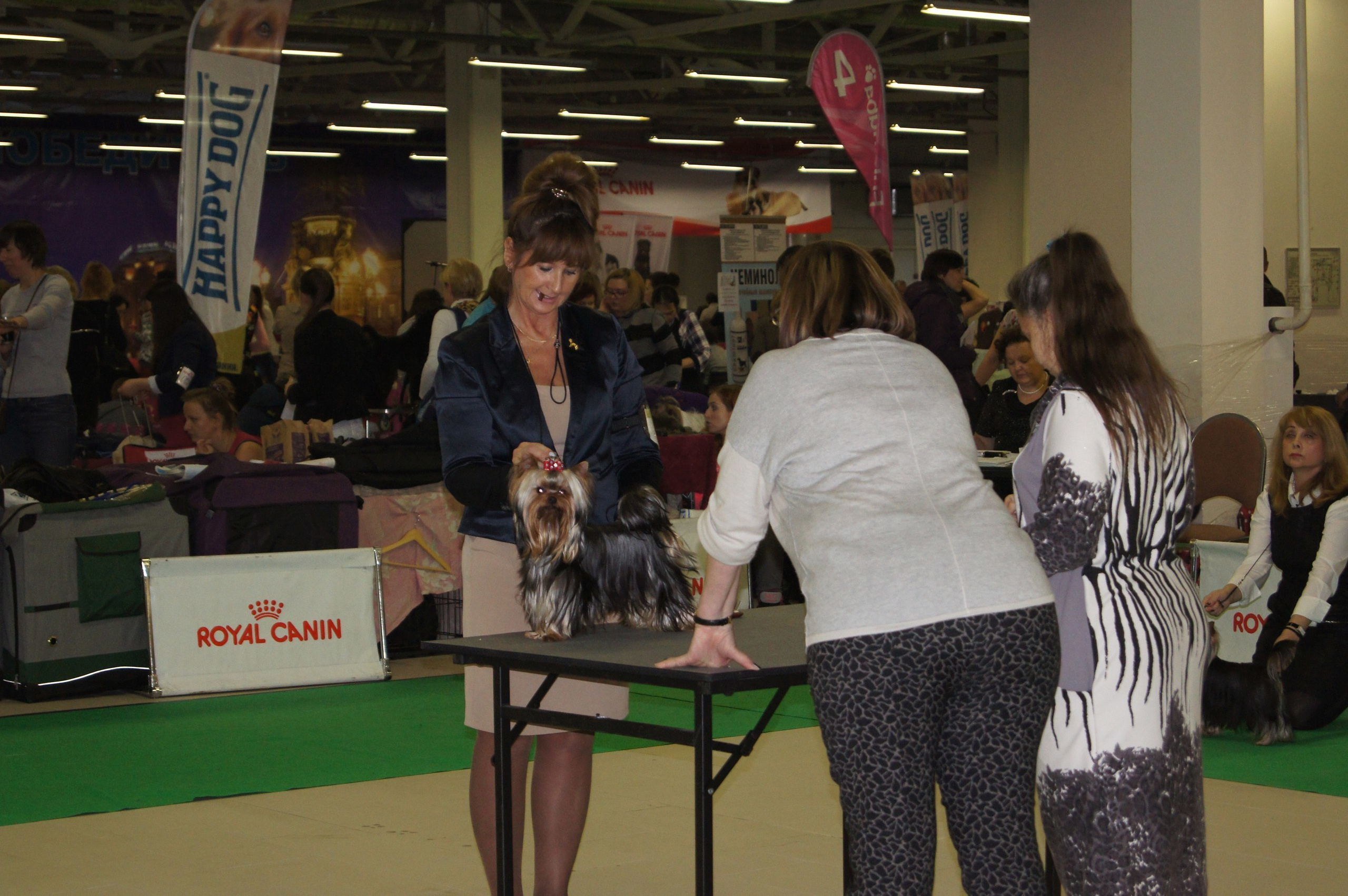 2015 г Результаты выставок. Питомник Йоркширских терьеров Дэнстайл в Санкт-Петербурге заводчик Тих