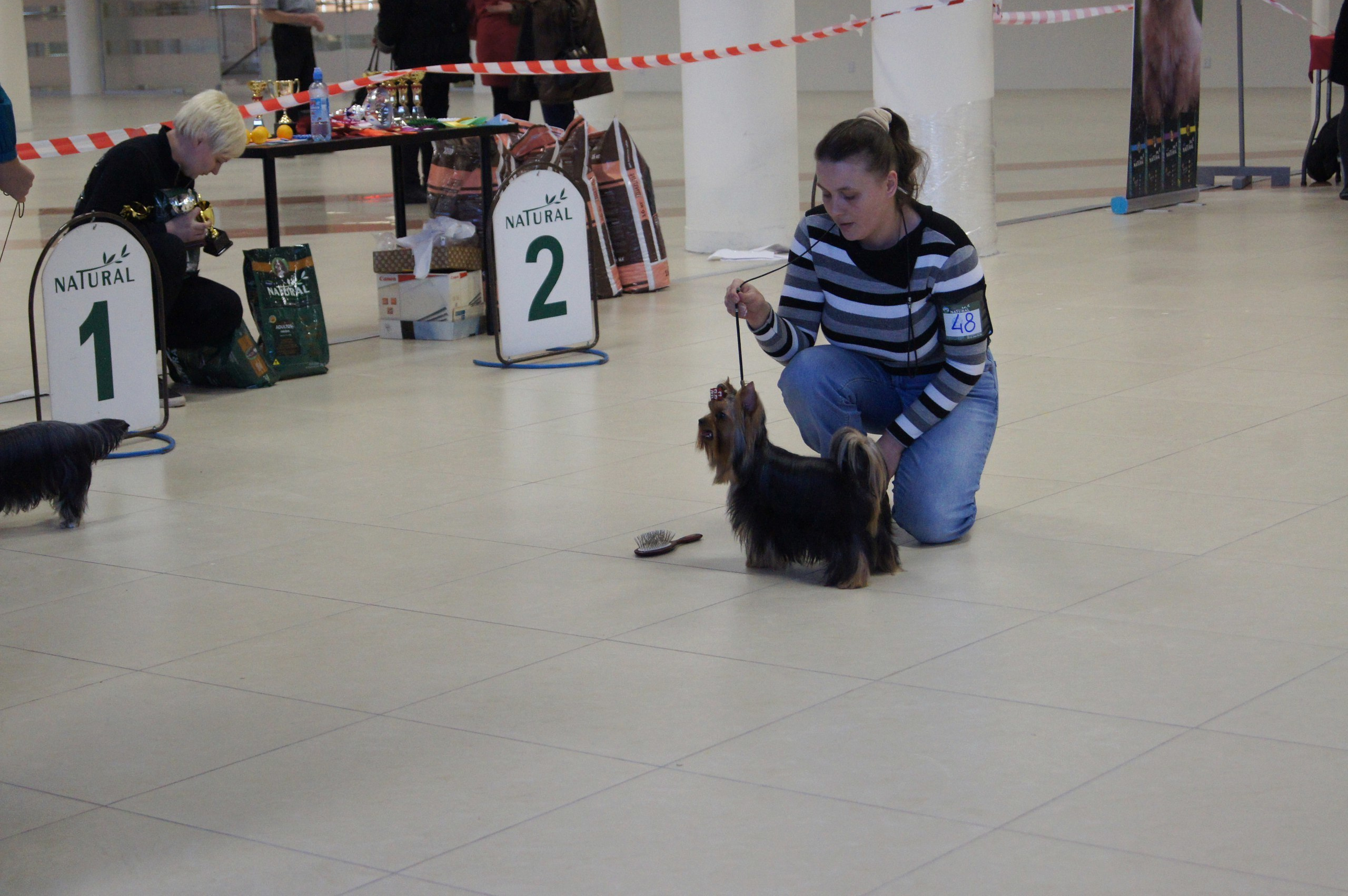 2015 г Результаты выставок. Питомник Йоркширских терьеров Дэнстайл в Санкт-Петербурге заводчик Тих