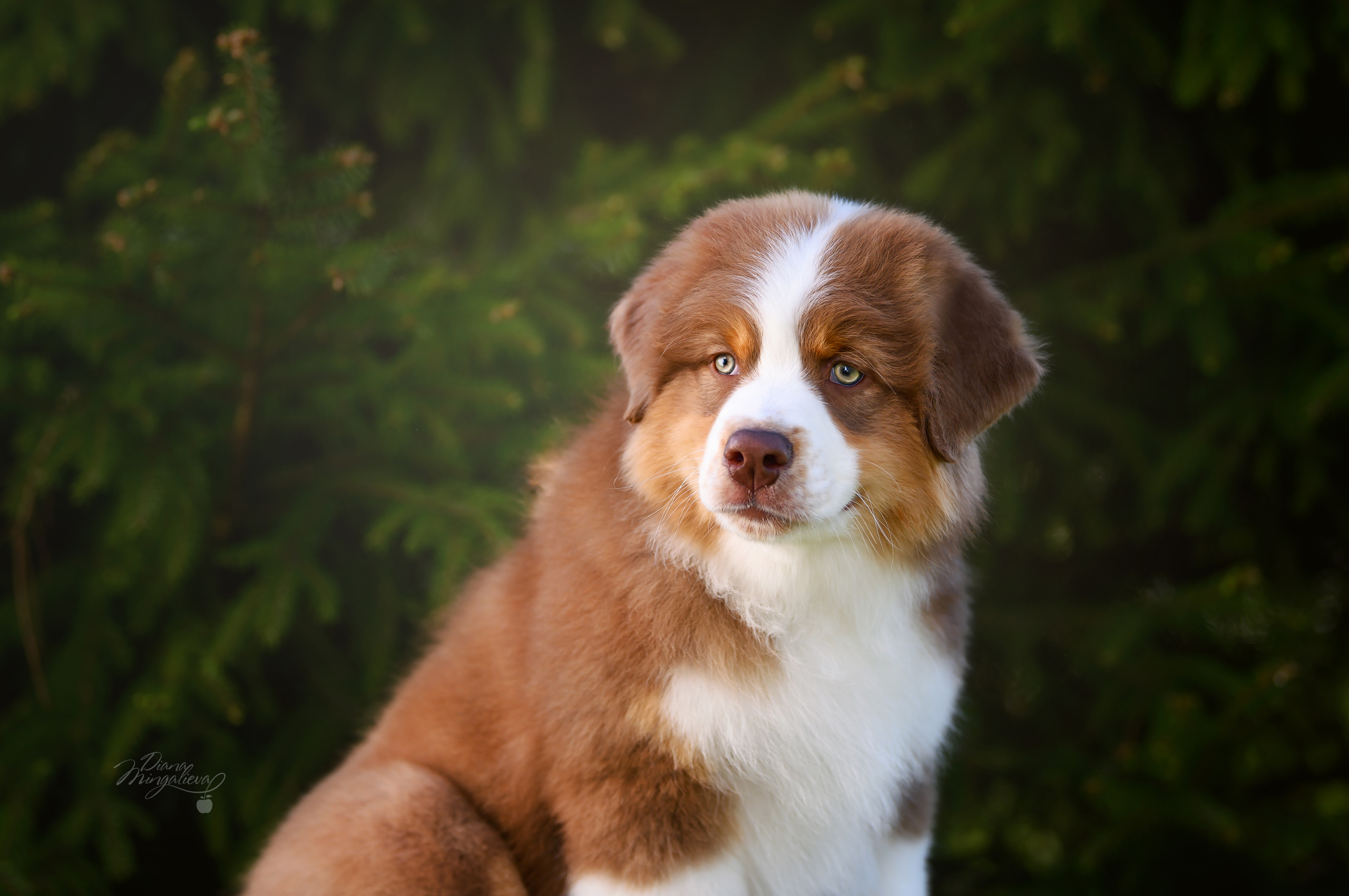 ЩЕНКИ. Питомник австралийских овчарок «APPLEDORE»