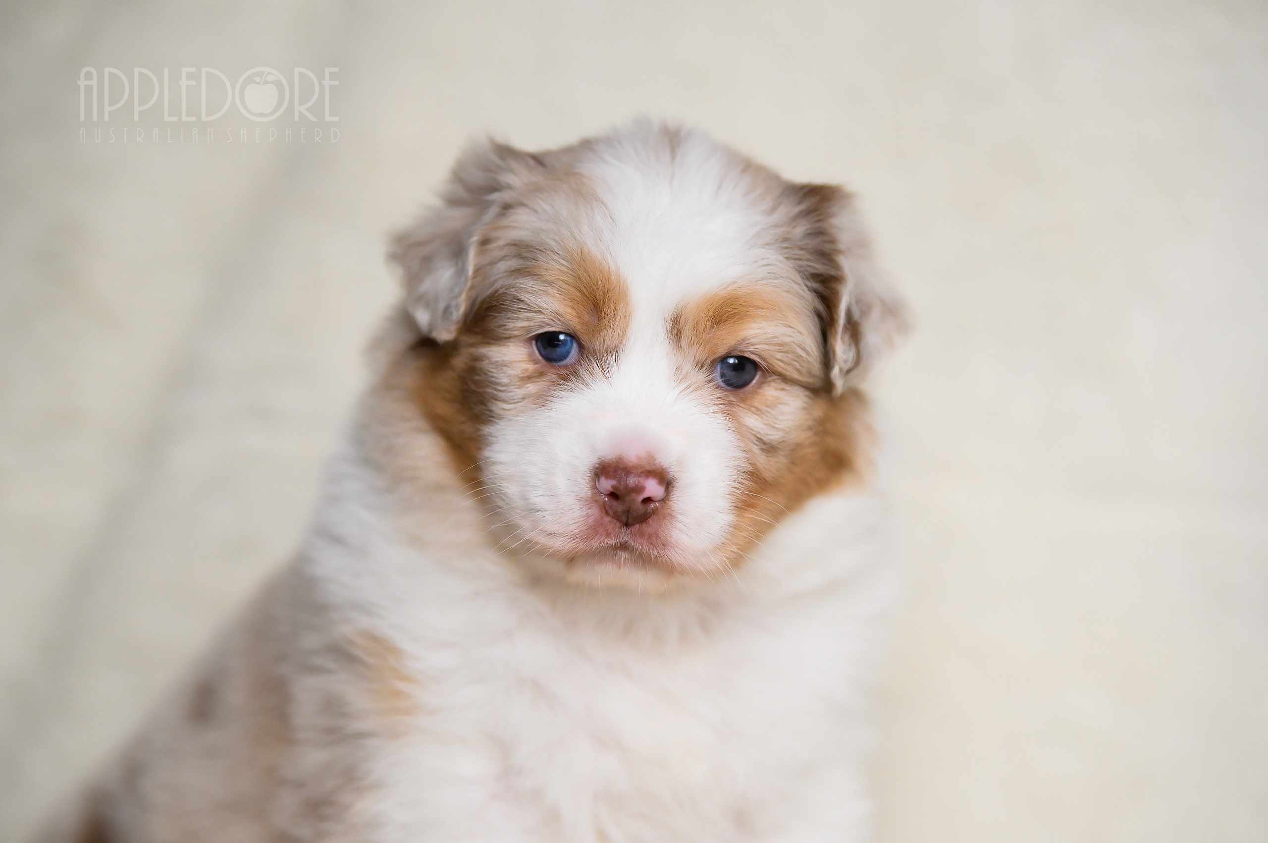 ПОМЕТ Ф. Питомник австралийских овчарок «APPLEDORE»