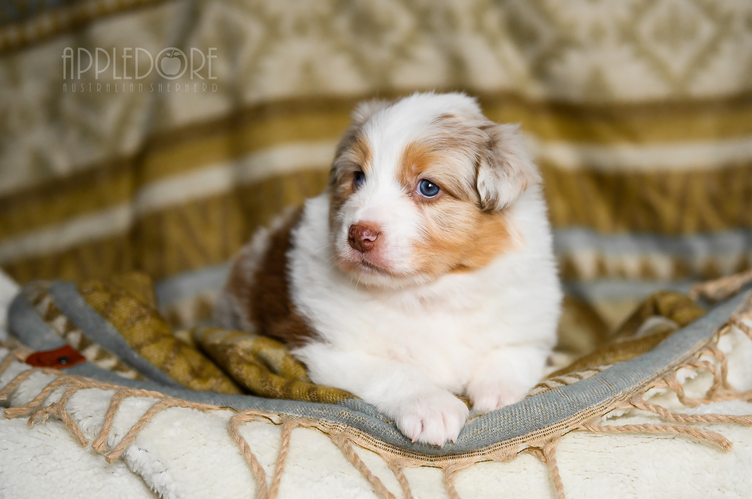 ПОМЕТ Ф. Питомник австралийских овчарок «APPLEDORE»