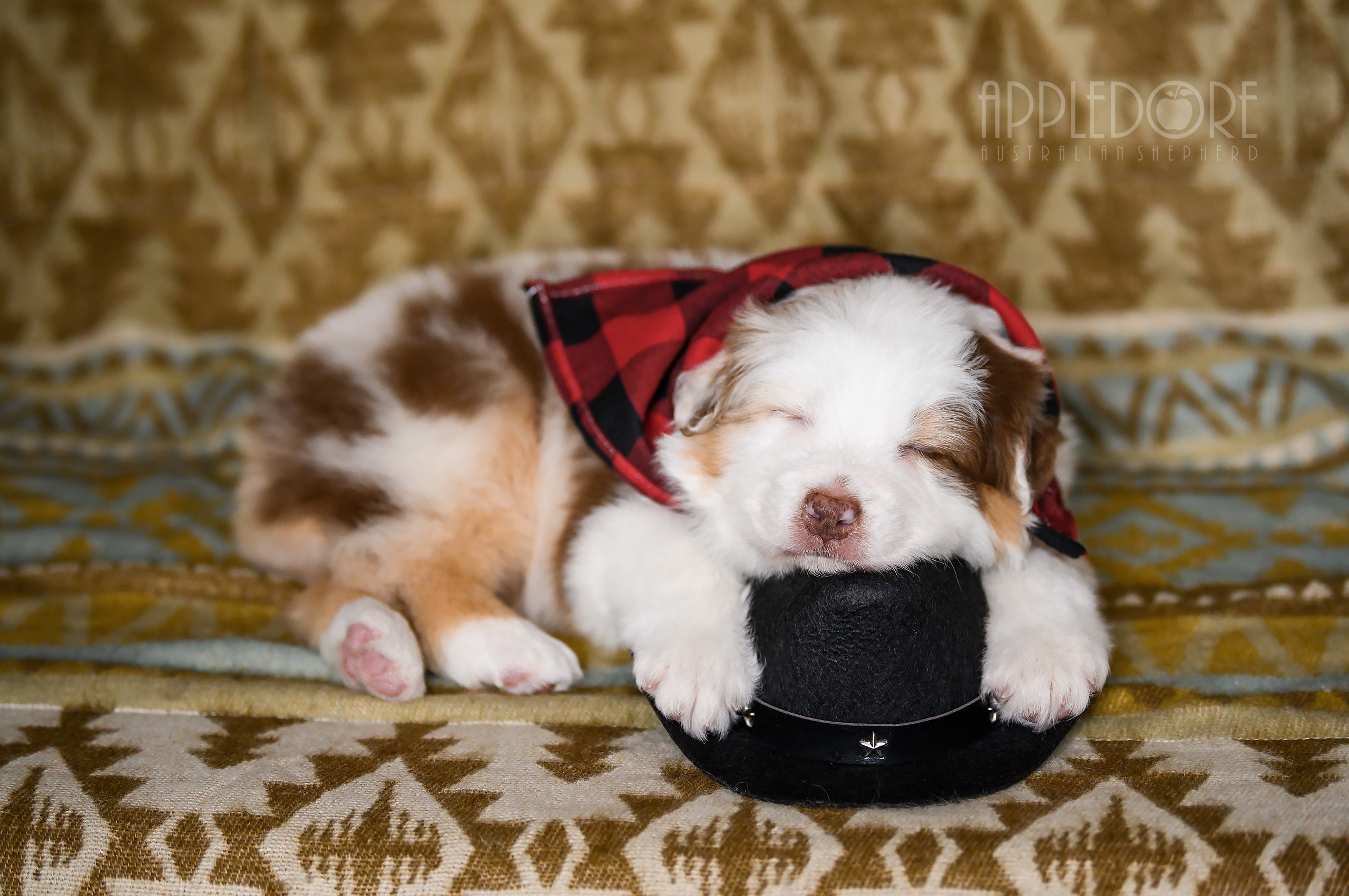 ПОМЕТ Ф. Питомник австралийских овчарок «APPLEDORE»