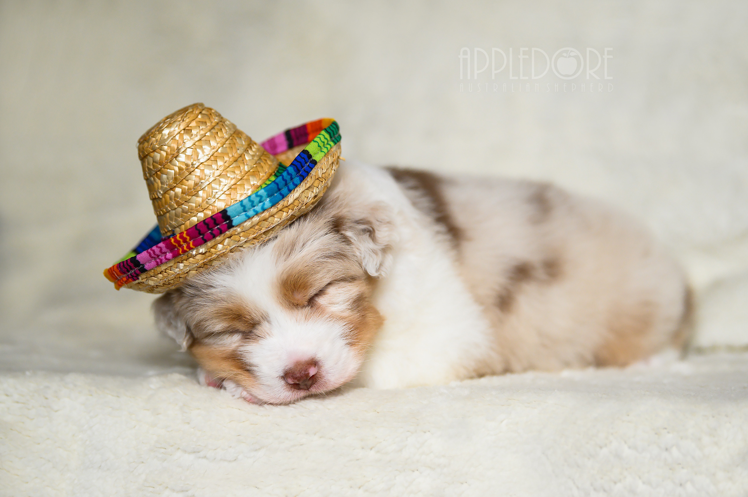 ПОМЕТ Ф. Питомник австралийских овчарок «APPLEDORE»