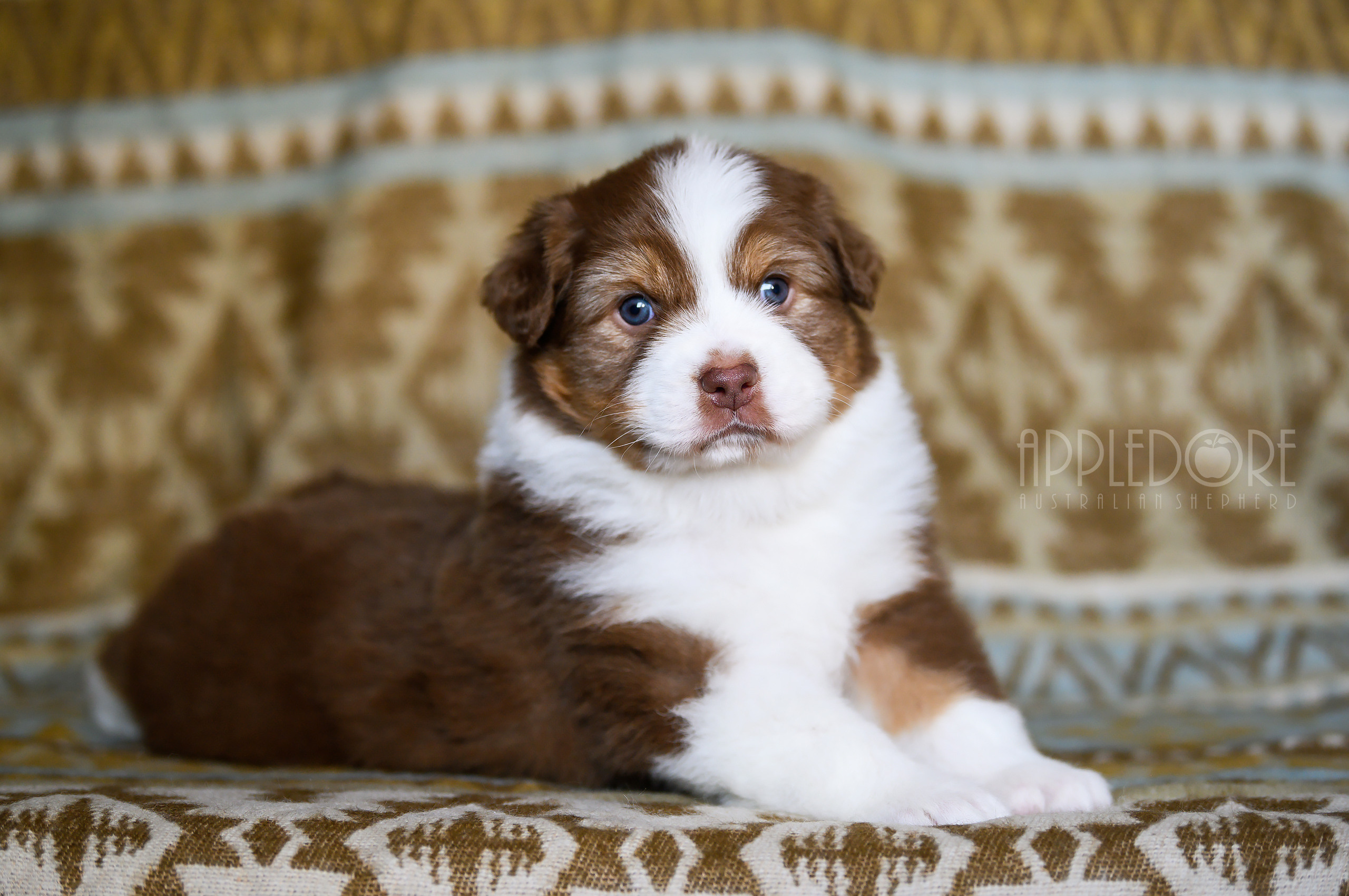 ПОМЕТ Ф. Питомник австралийских овчарок «APPLEDORE»