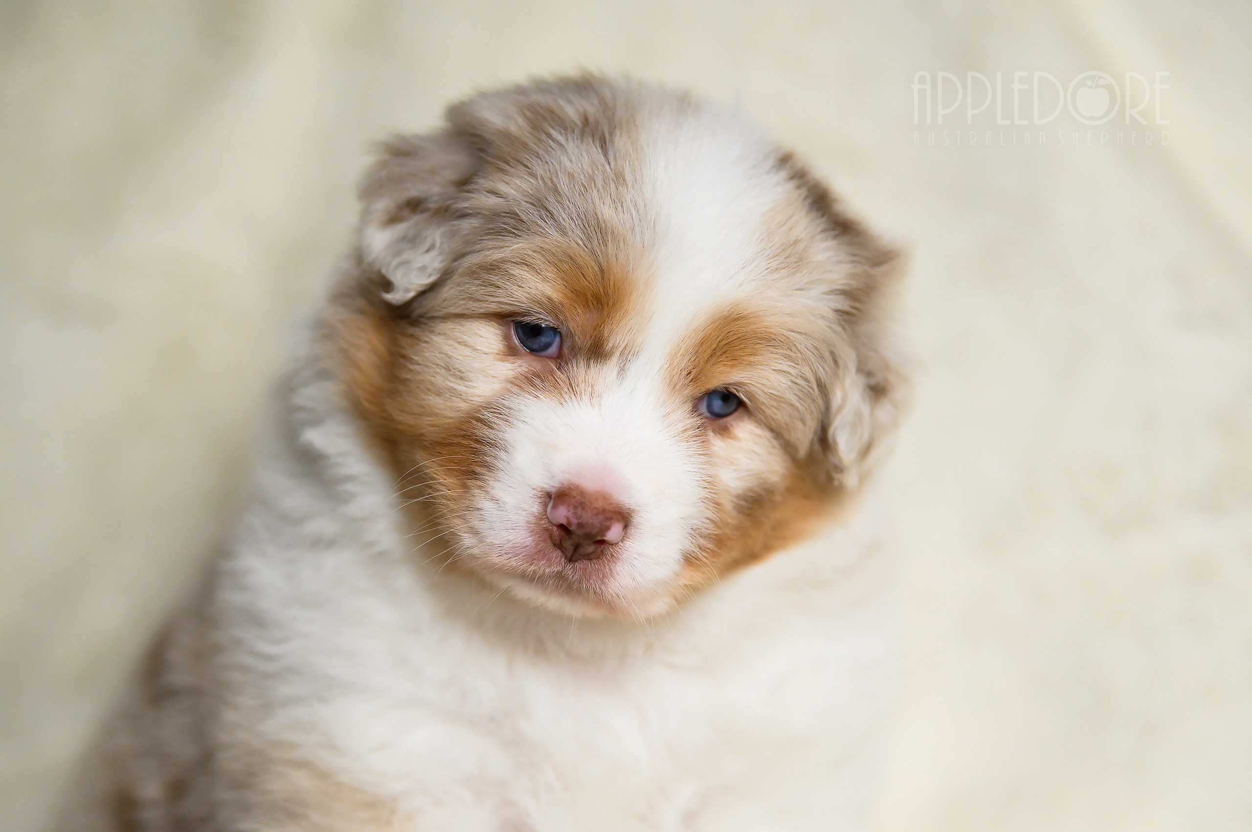 ПОМЕТ Ф. Питомник австралийских овчарок «APPLEDORE»