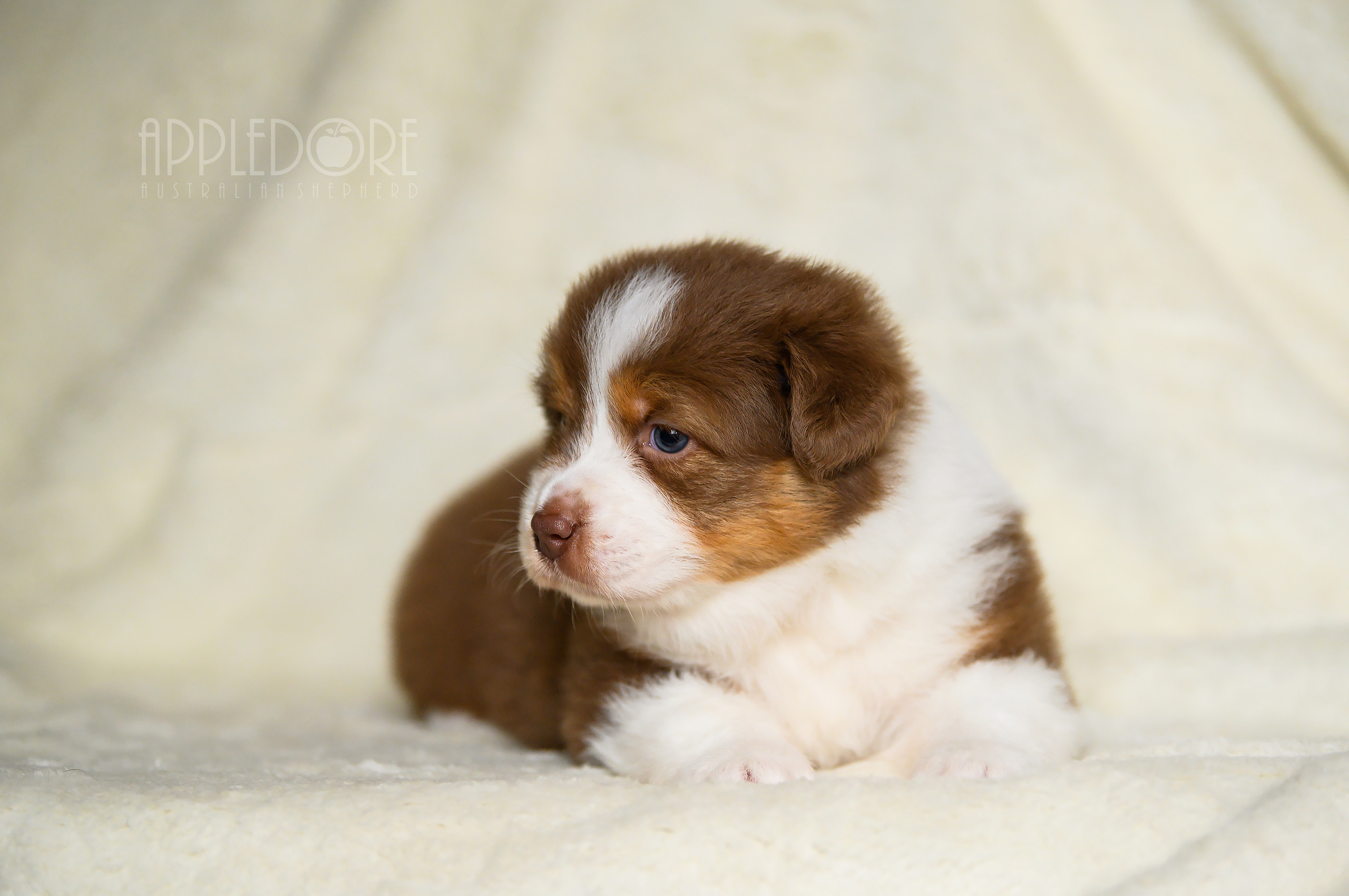 ПОМЕТ Ф. Питомник австралийских овчарок «APPLEDORE»