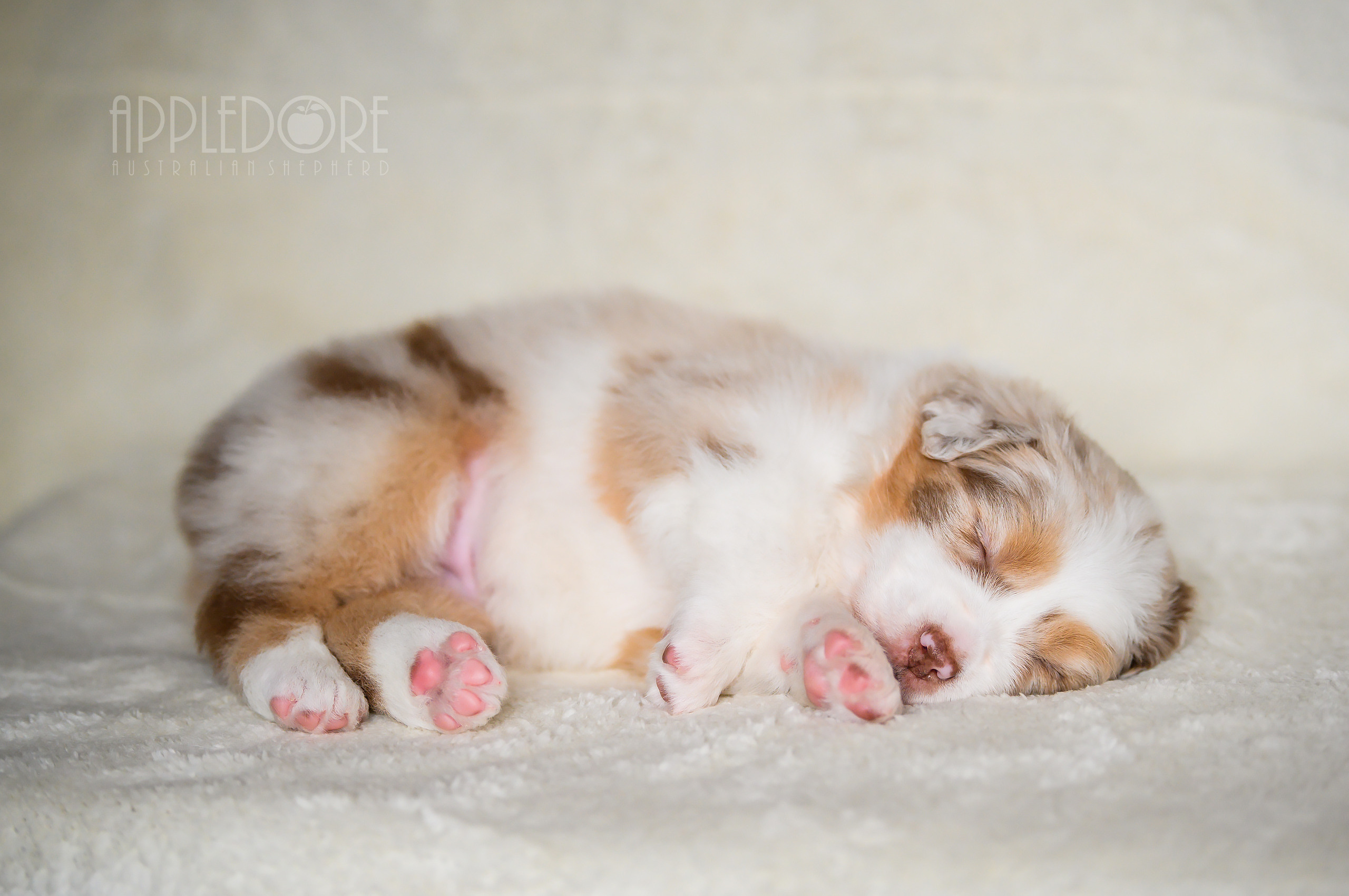 ПОМЕТ Ф. Питомник австралийских овчарок «APPLEDORE»