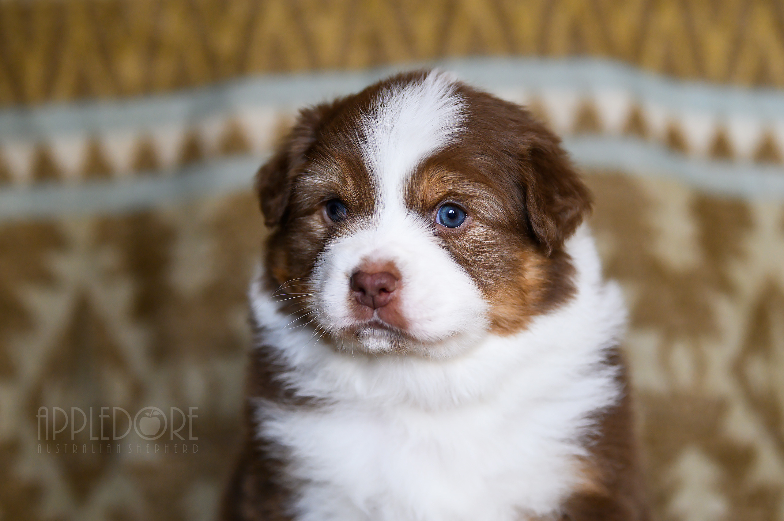 ПОМЕТ Ф. Питомник австралийских овчарок «APPLEDORE»