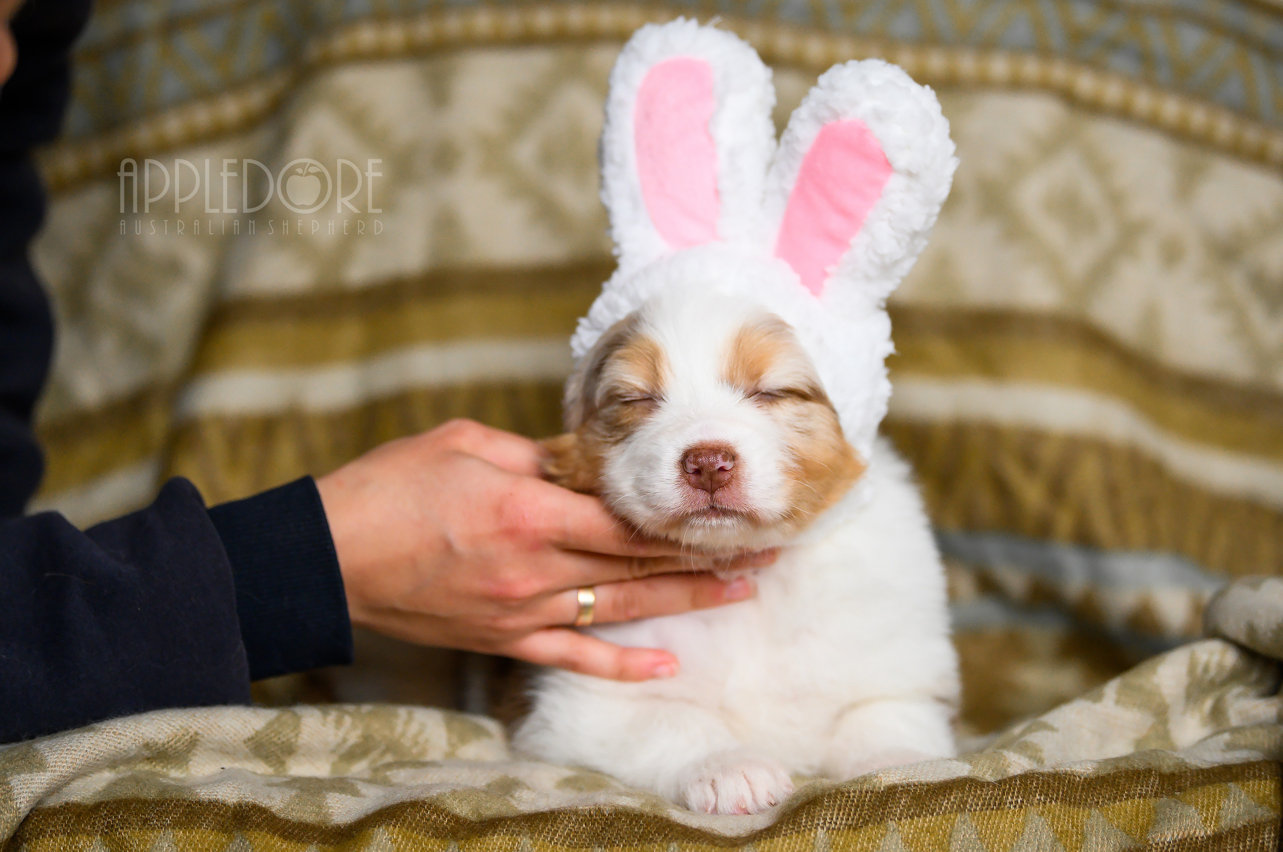 ПОМЕТ Ф. Питомник австралийских овчарок «APPLEDORE»