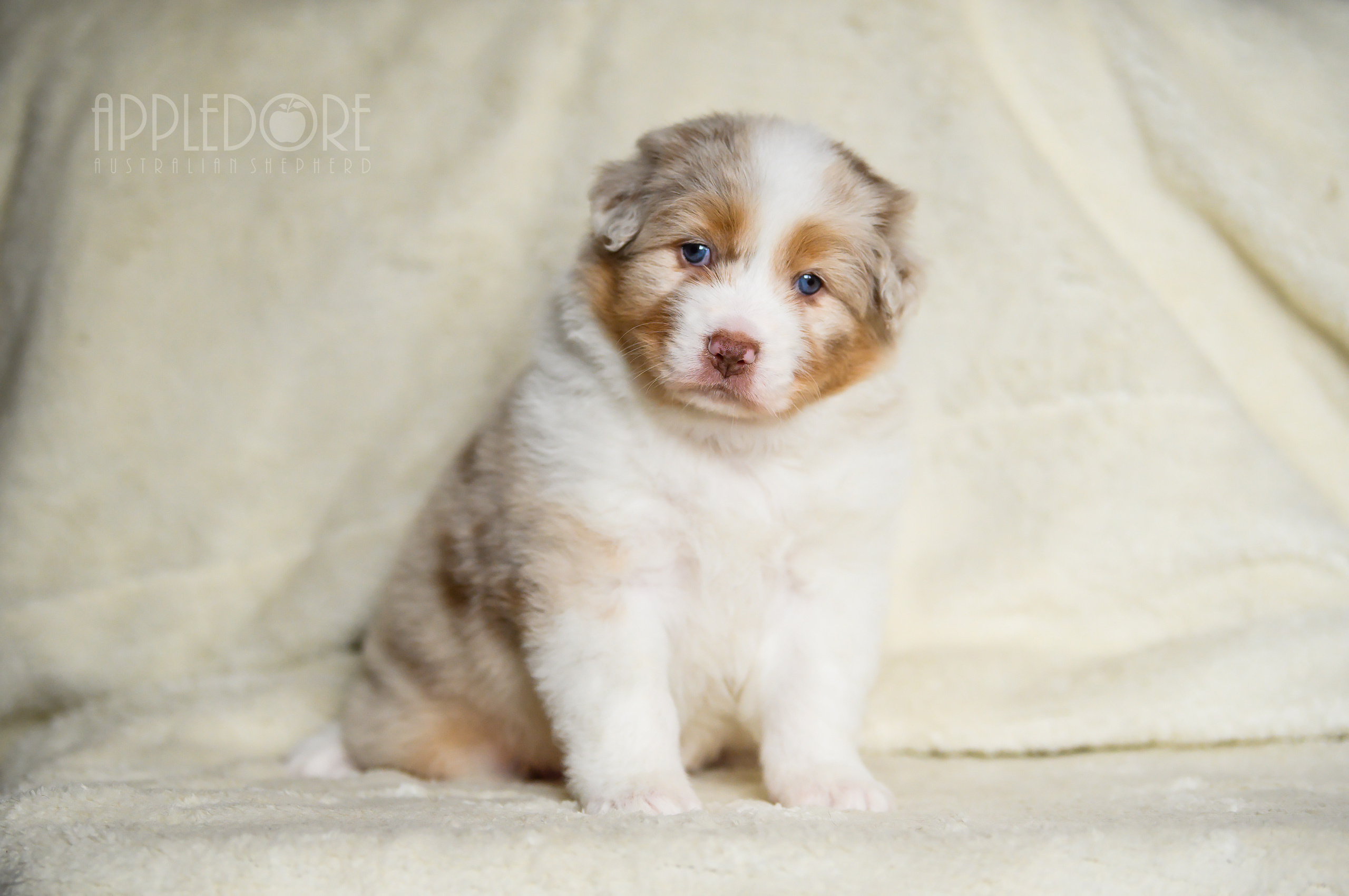 ПОМЕТ Ф. Питомник австралийских овчарок «APPLEDORE»