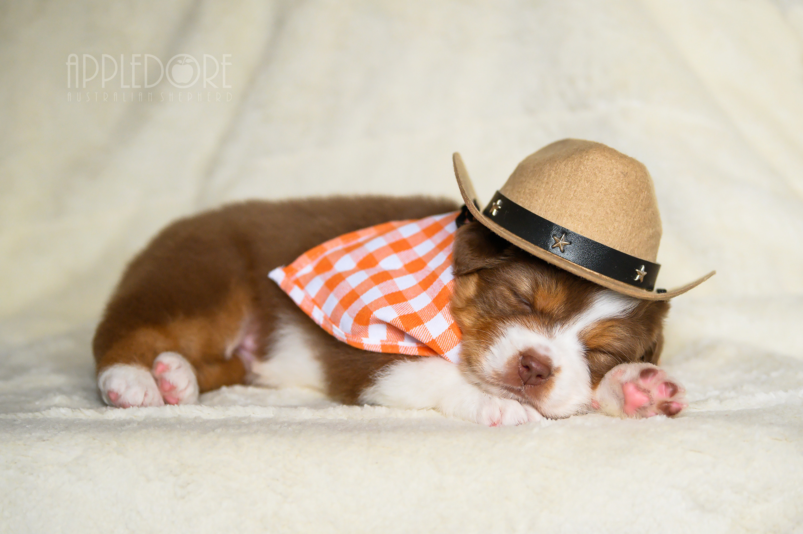 ПОМЕТ Ф. Питомник австралийских овчарок «APPLEDORE»