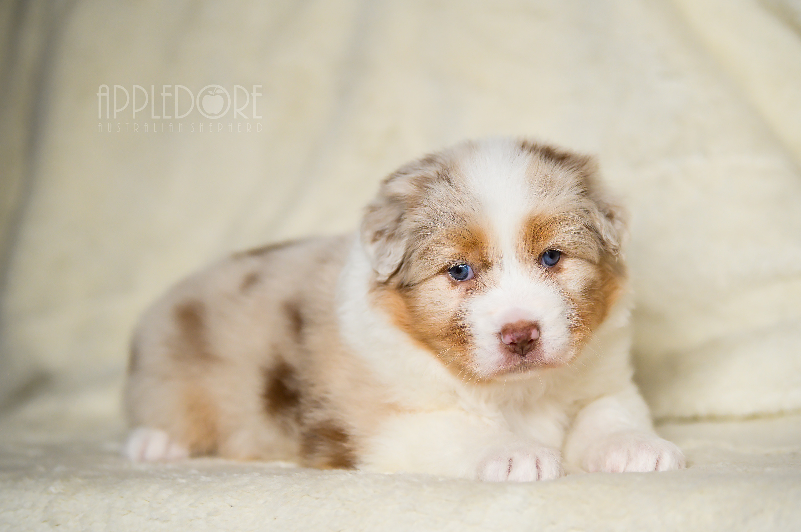 ПОМЕТ Ф. Питомник австралийских овчарок «APPLEDORE»