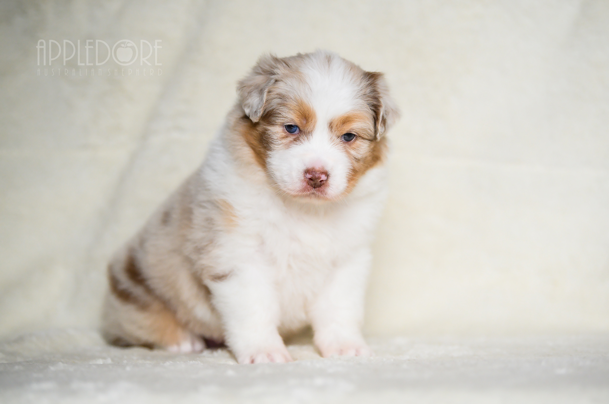 ПОМЕТ Ф. Питомник австралийских овчарок «APPLEDORE»