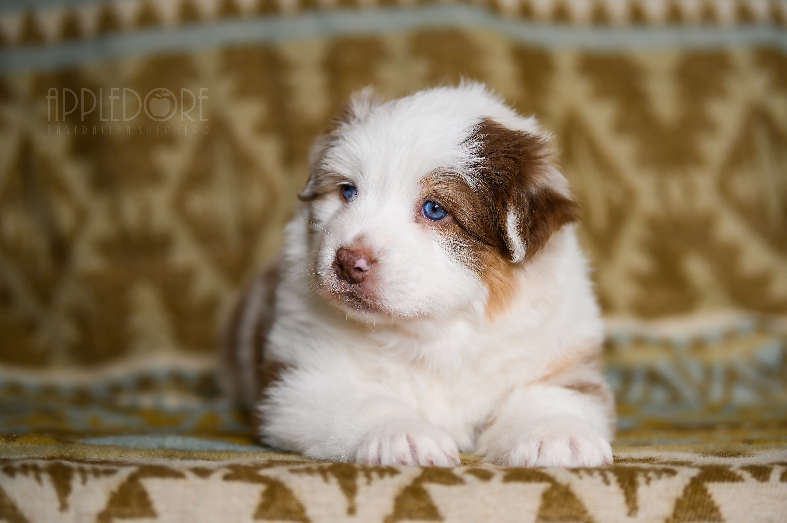 ПОМЕТ Ф. Питомник австралийских овчарок «APPLEDORE»
