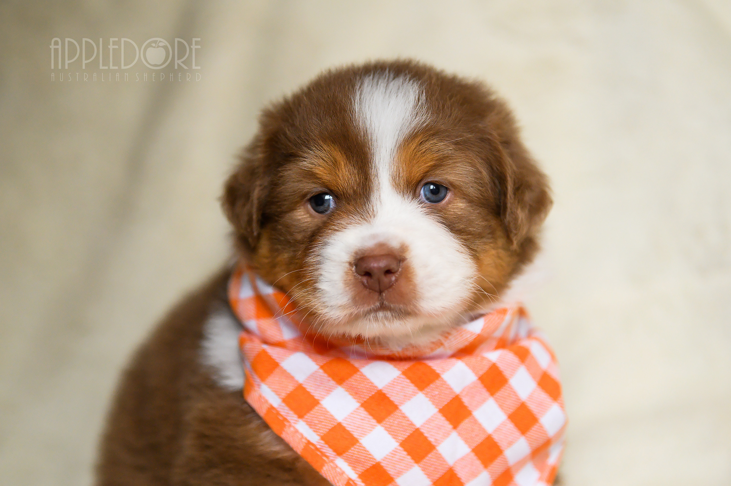 ПОМЕТ Ф. Питомник австралийских овчарок «APPLEDORE»