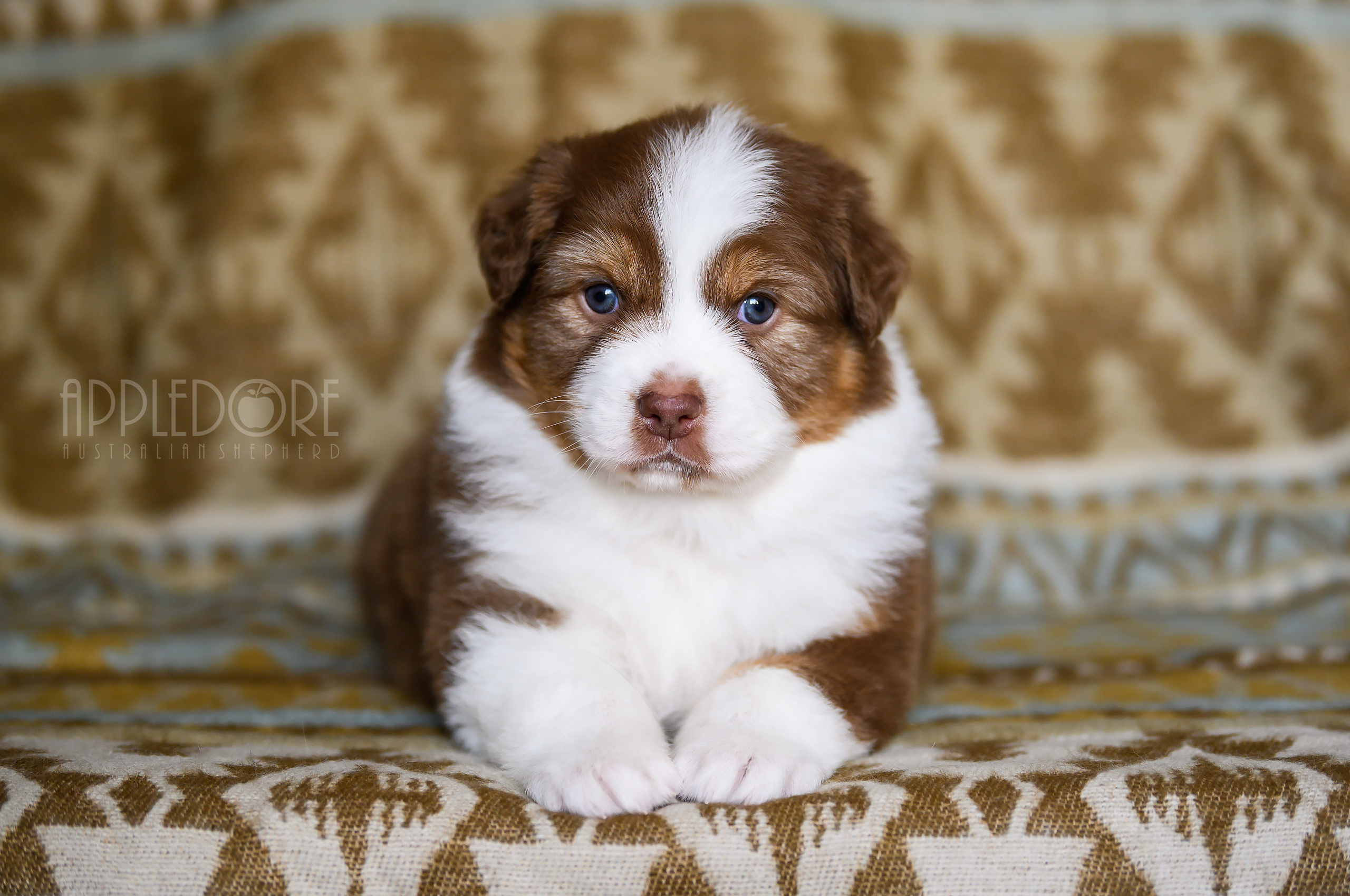 ПОМЕТ Ф. Питомник австралийских овчарок «APPLEDORE»