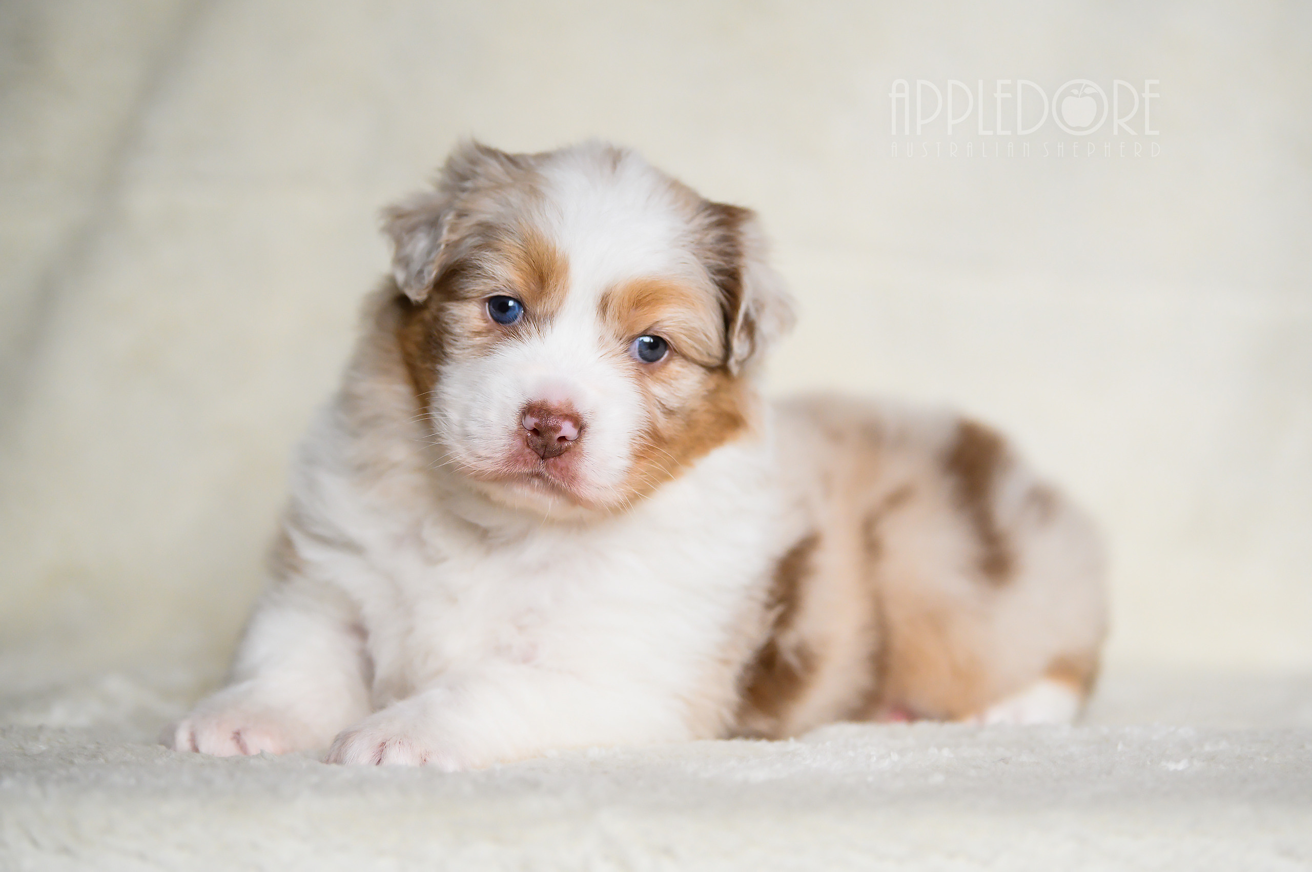 ПОМЕТ Ф. Питомник австралийских овчарок «APPLEDORE»