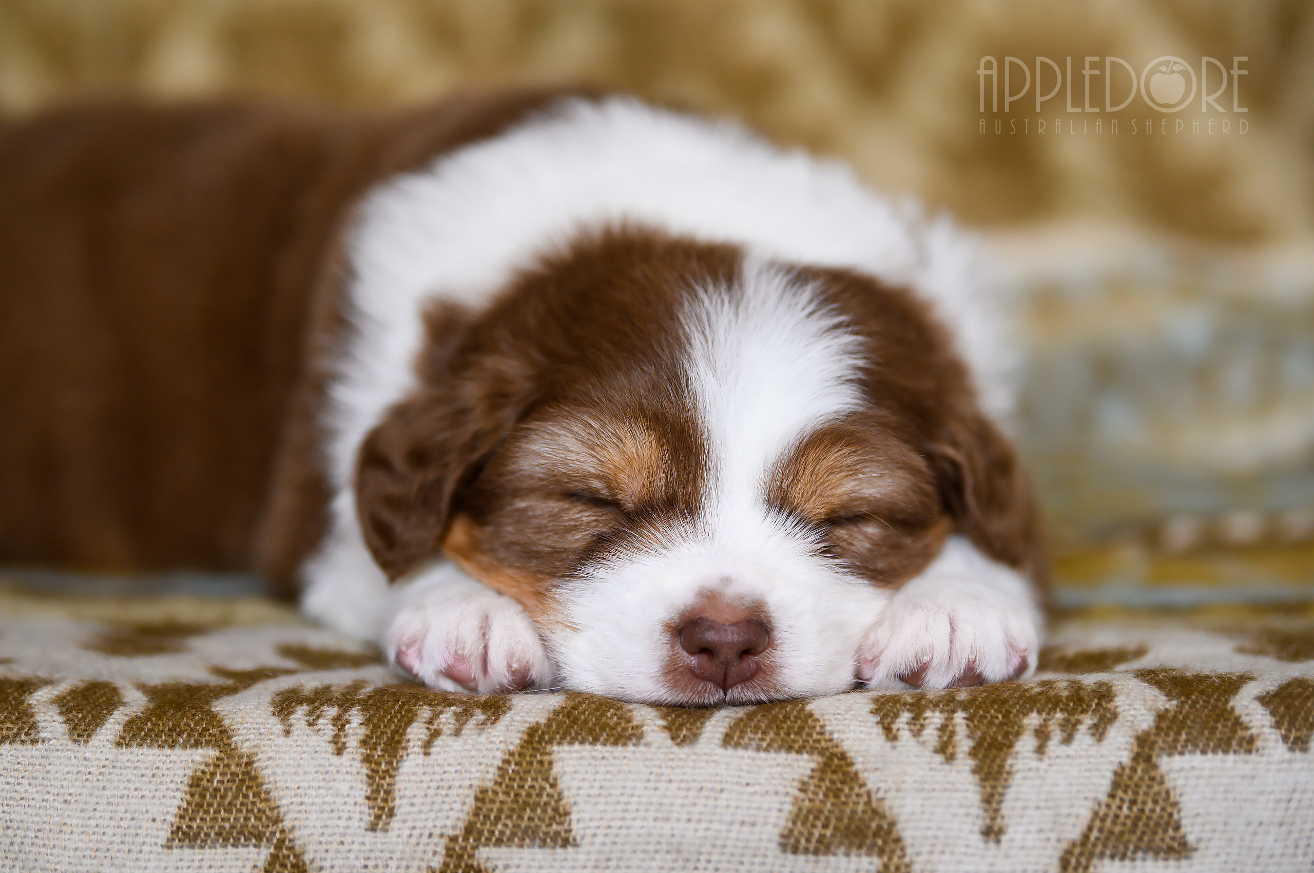 ПОМЕТ Ф. Питомник австралийских овчарок «APPLEDORE»