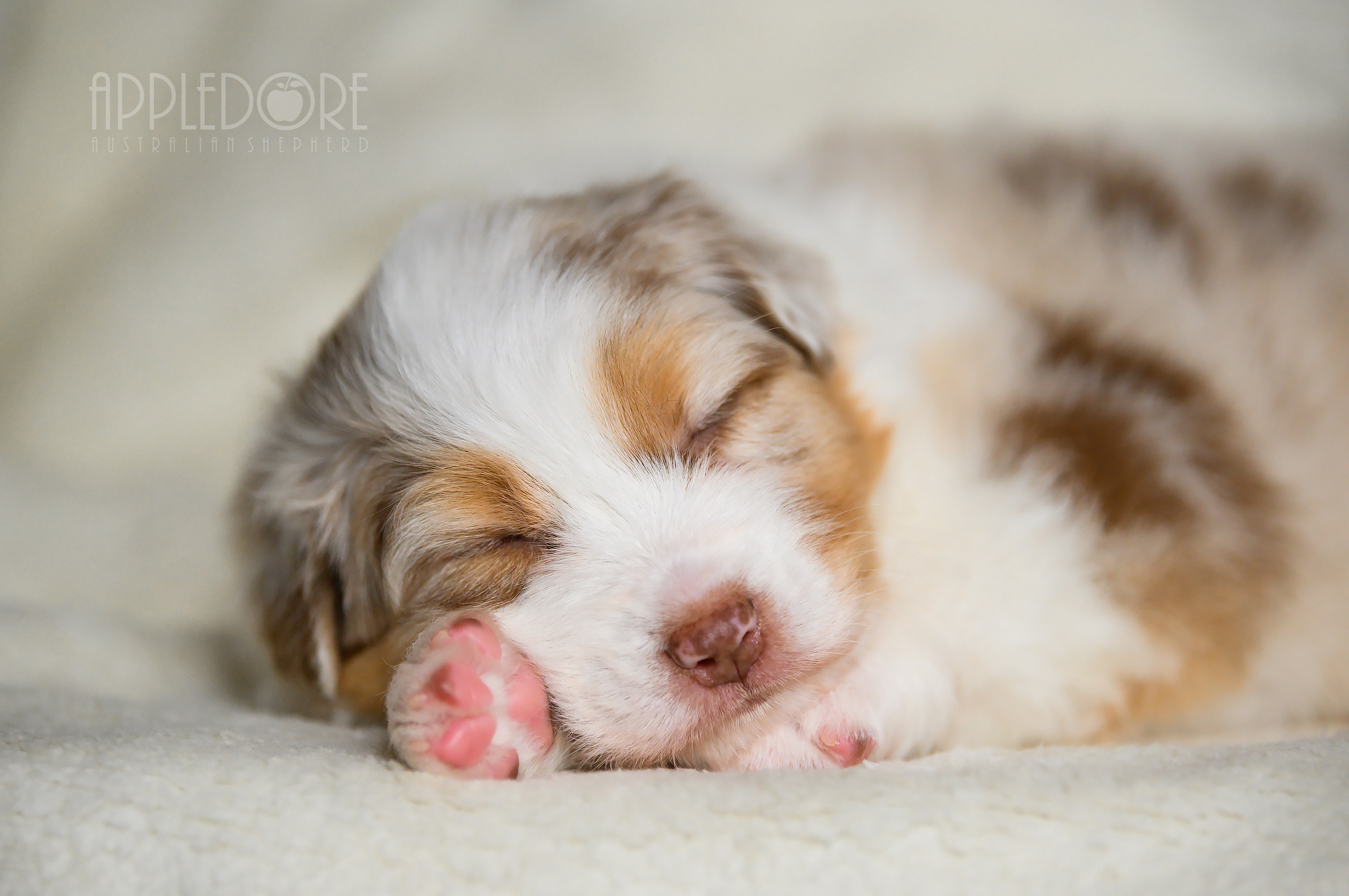 ПОМЕТ Ф. Питомник австралийских овчарок «APPLEDORE»