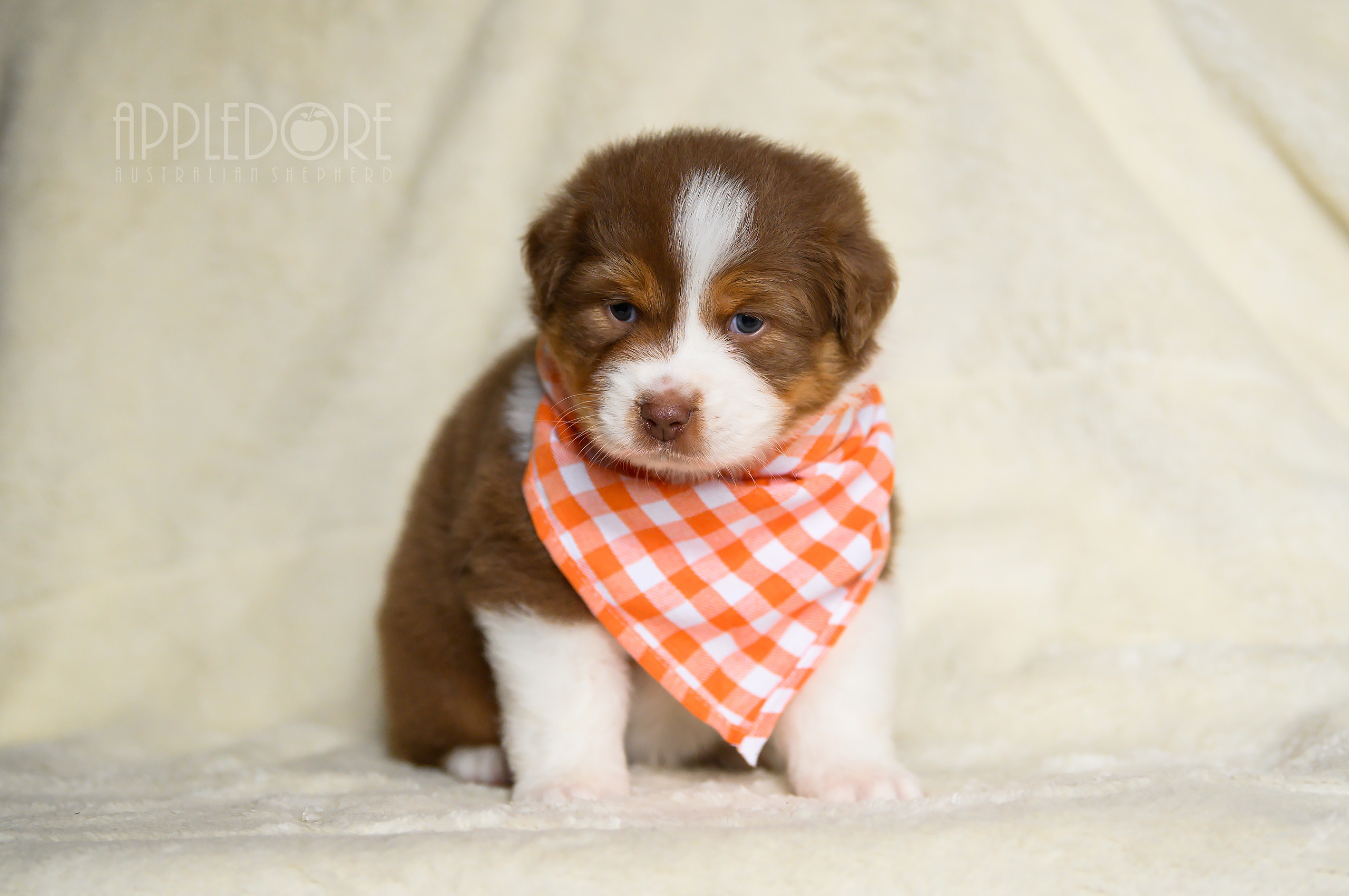 ПОМЕТ Ф. Питомник австралийских овчарок «APPLEDORE»