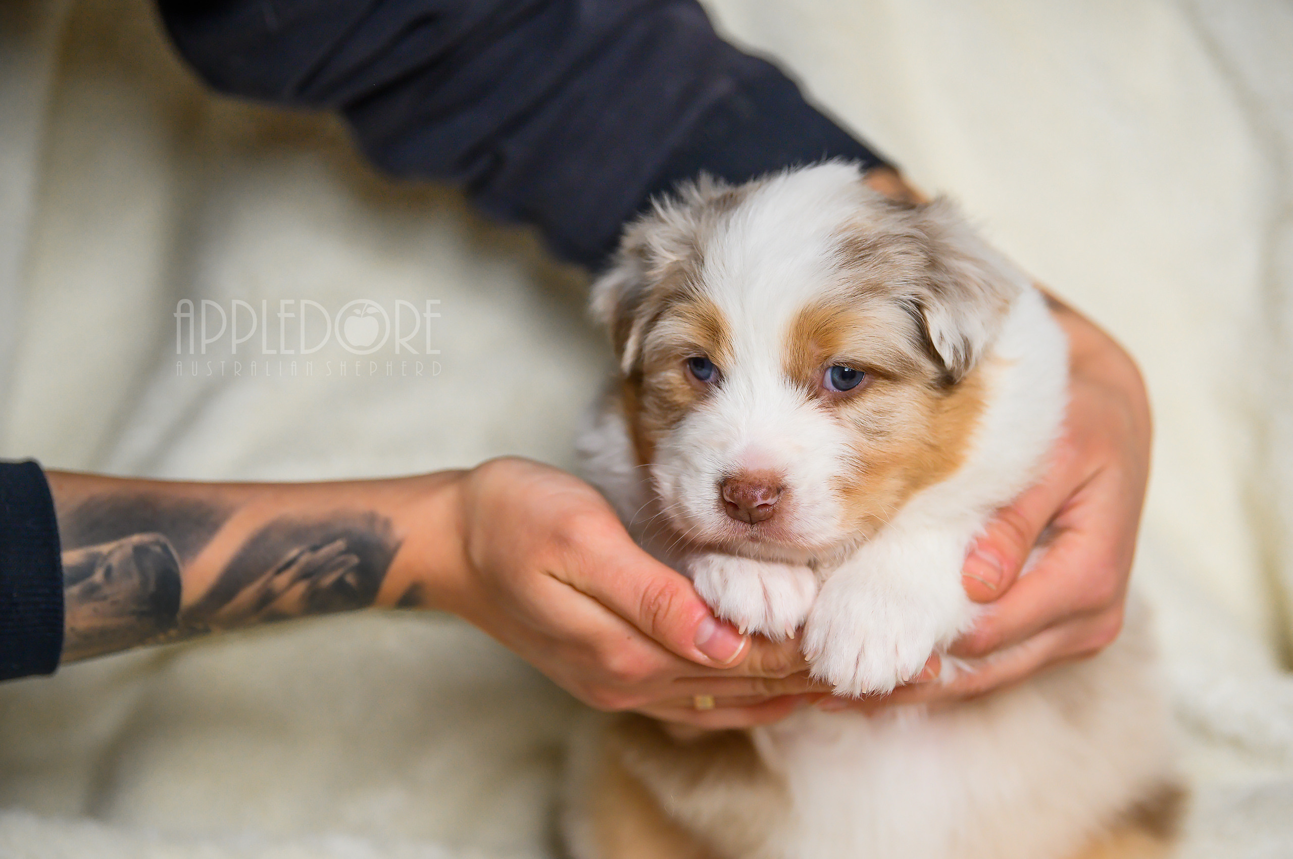 ПОМЕТ Ф. Питомник австралийских овчарок «APPLEDORE»