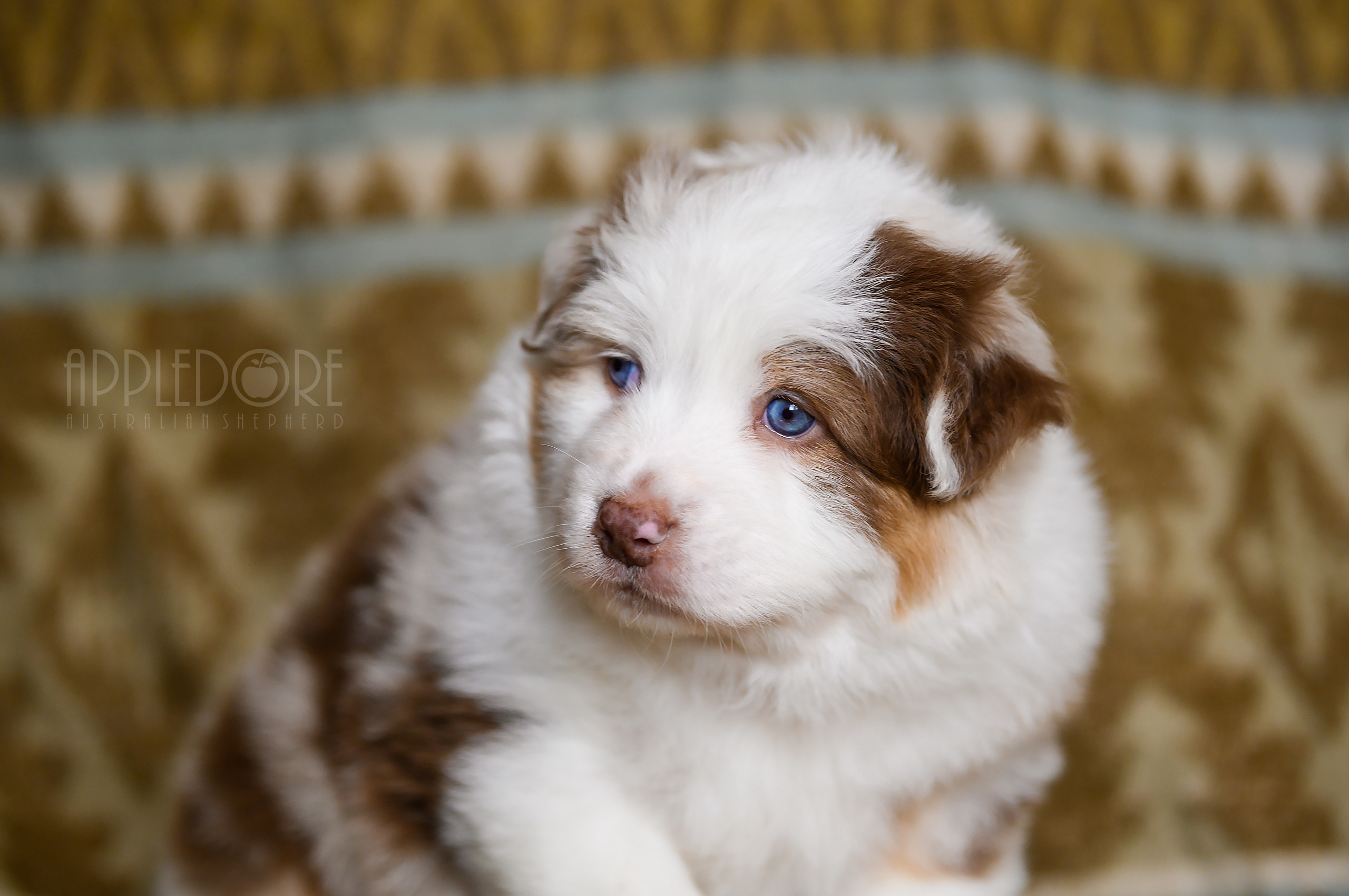 ПОМЕТ Ф. Питомник австралийских овчарок «APPLEDORE»