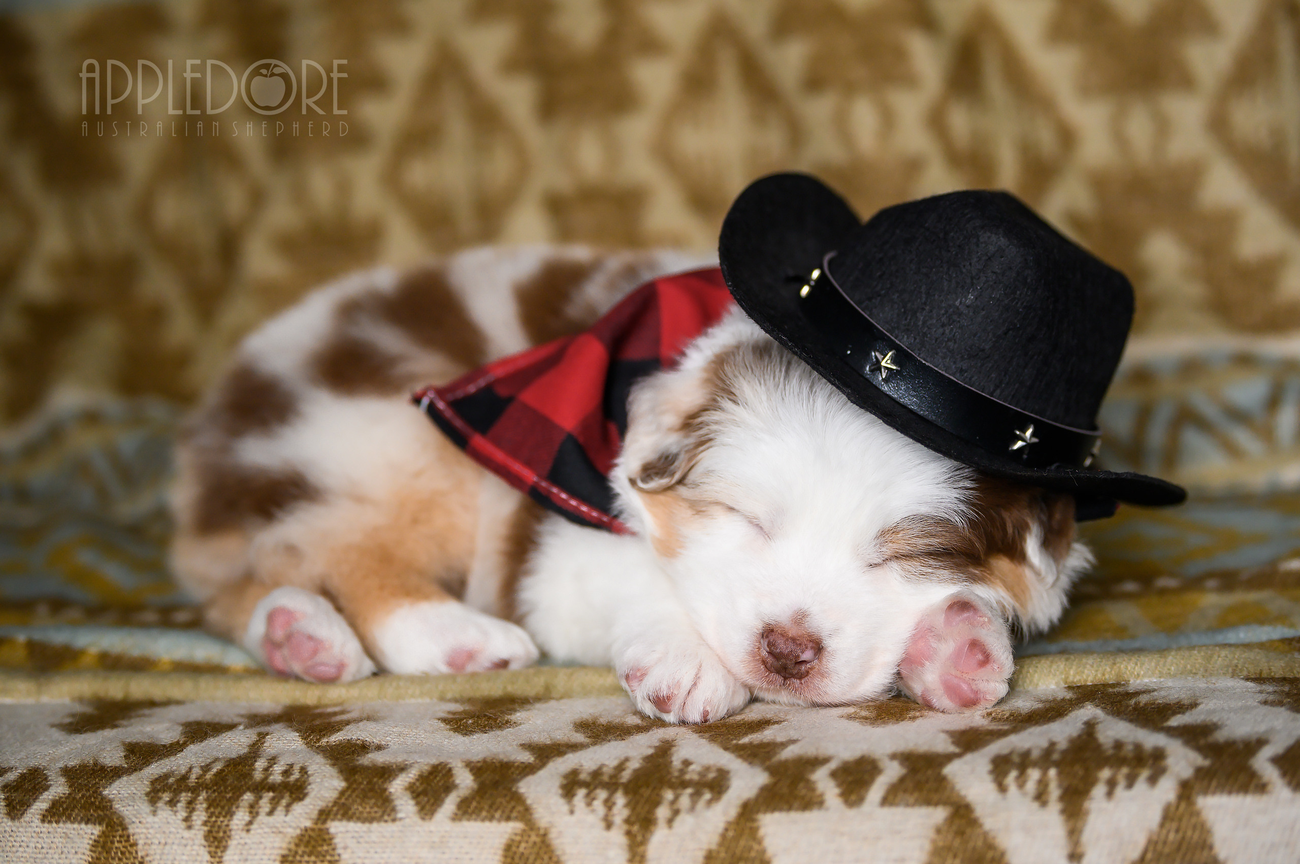 ПОМЕТ Ф. Питомник австралийских овчарок «APPLEDORE»