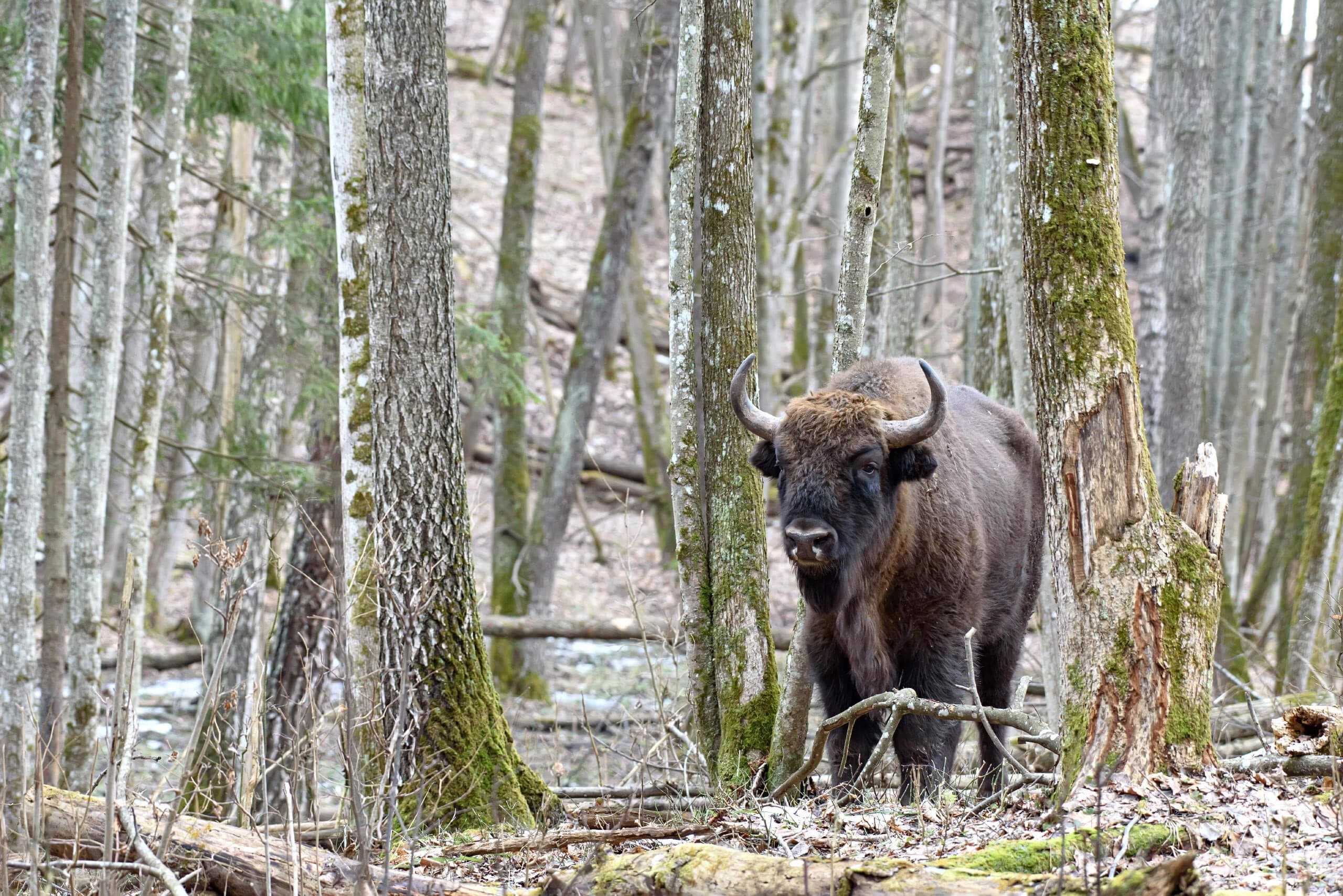 Фототур по съемке зубров в заповеднике “Калужские Засеки”