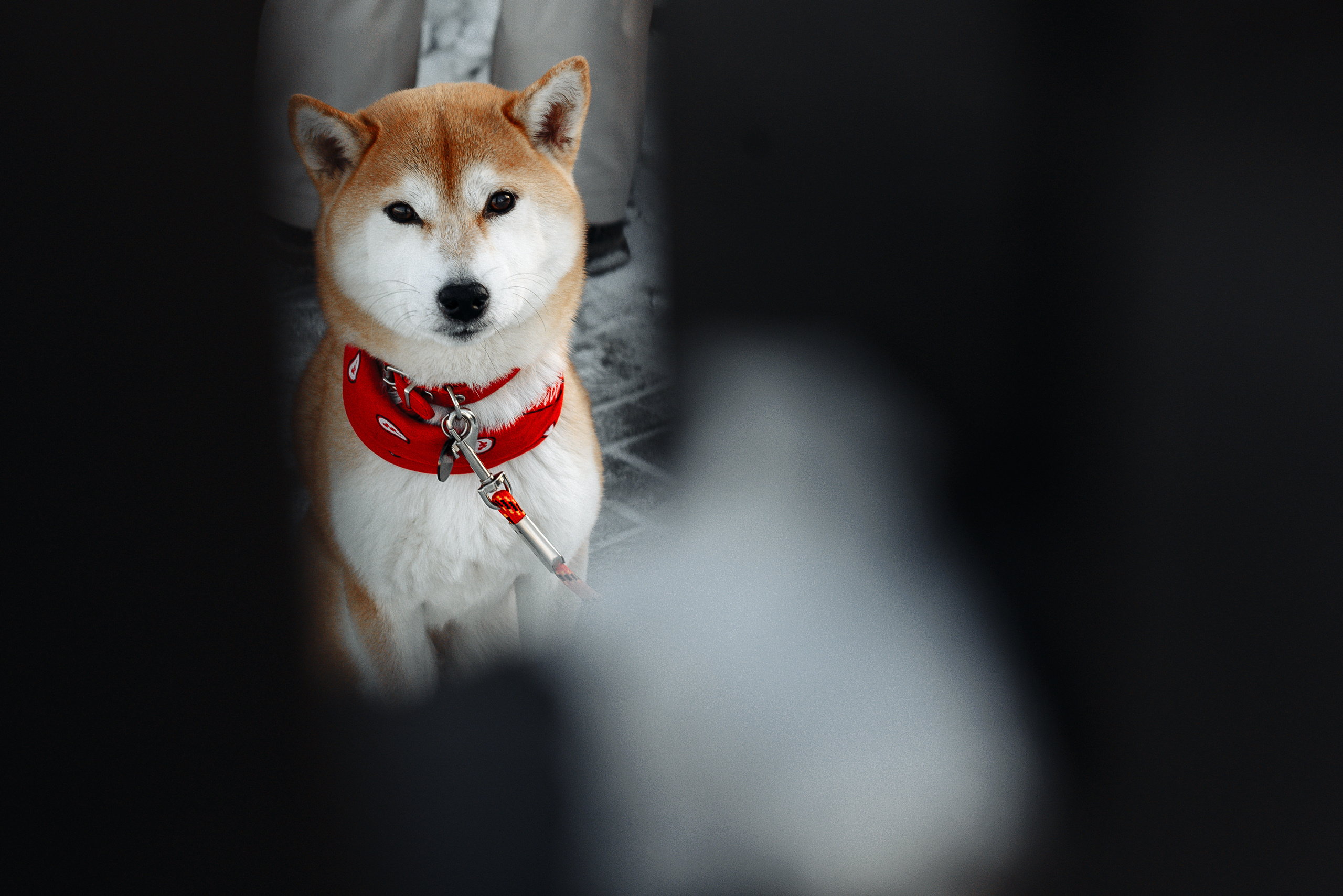 Прогулка с любимым питомцем. Свадебный Фотограф в Челябинске Василий Гладченко