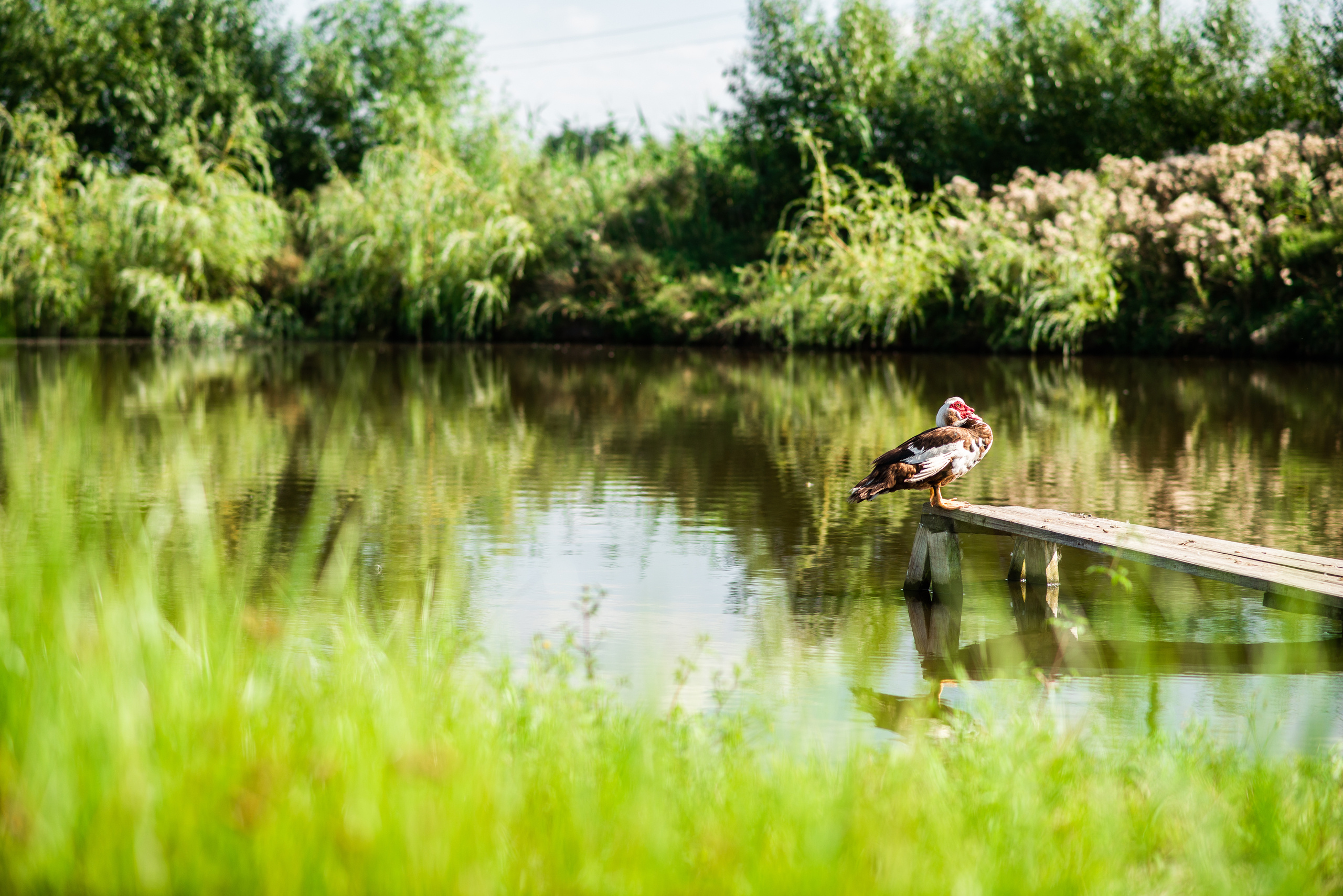 Анонс свадьбы Валентины и Артема от 13го августа 2018. Фотограф Илья Осенко Воронеж
