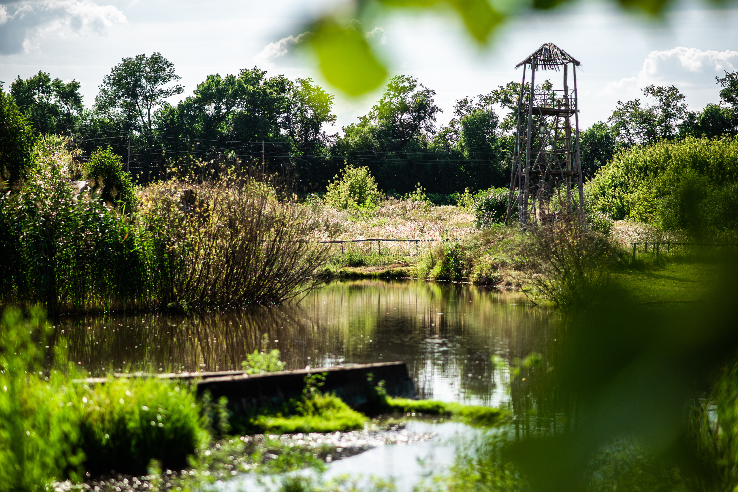Анонс свадьбы Валентины и Артема от 13го августа 2018. Фотограф Илья Осенко Воронеж