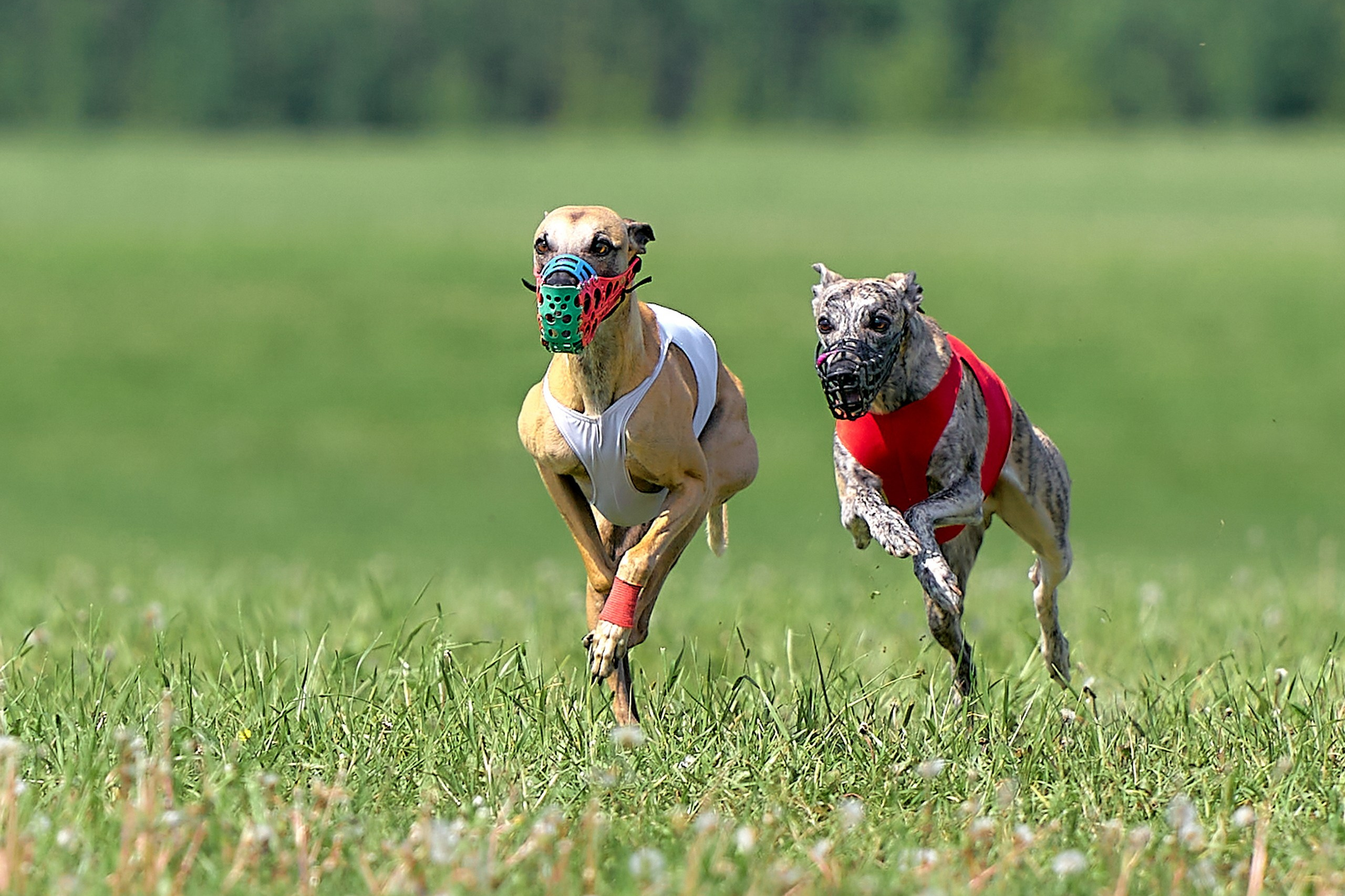 собаки на курсинге в поле репортаж